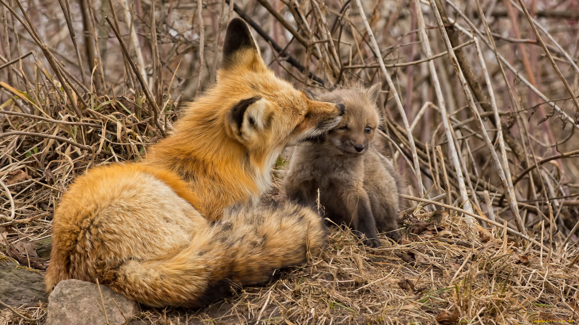 животные, лисы, любовь, малыш, мама