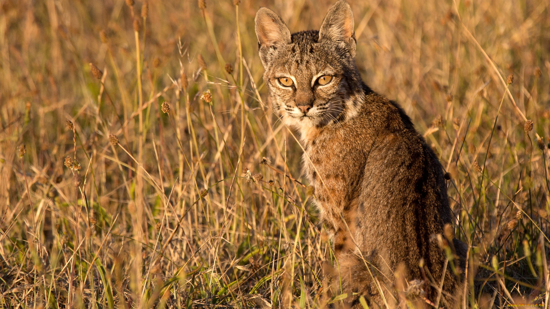 животные, рыси, маскировка, кошка