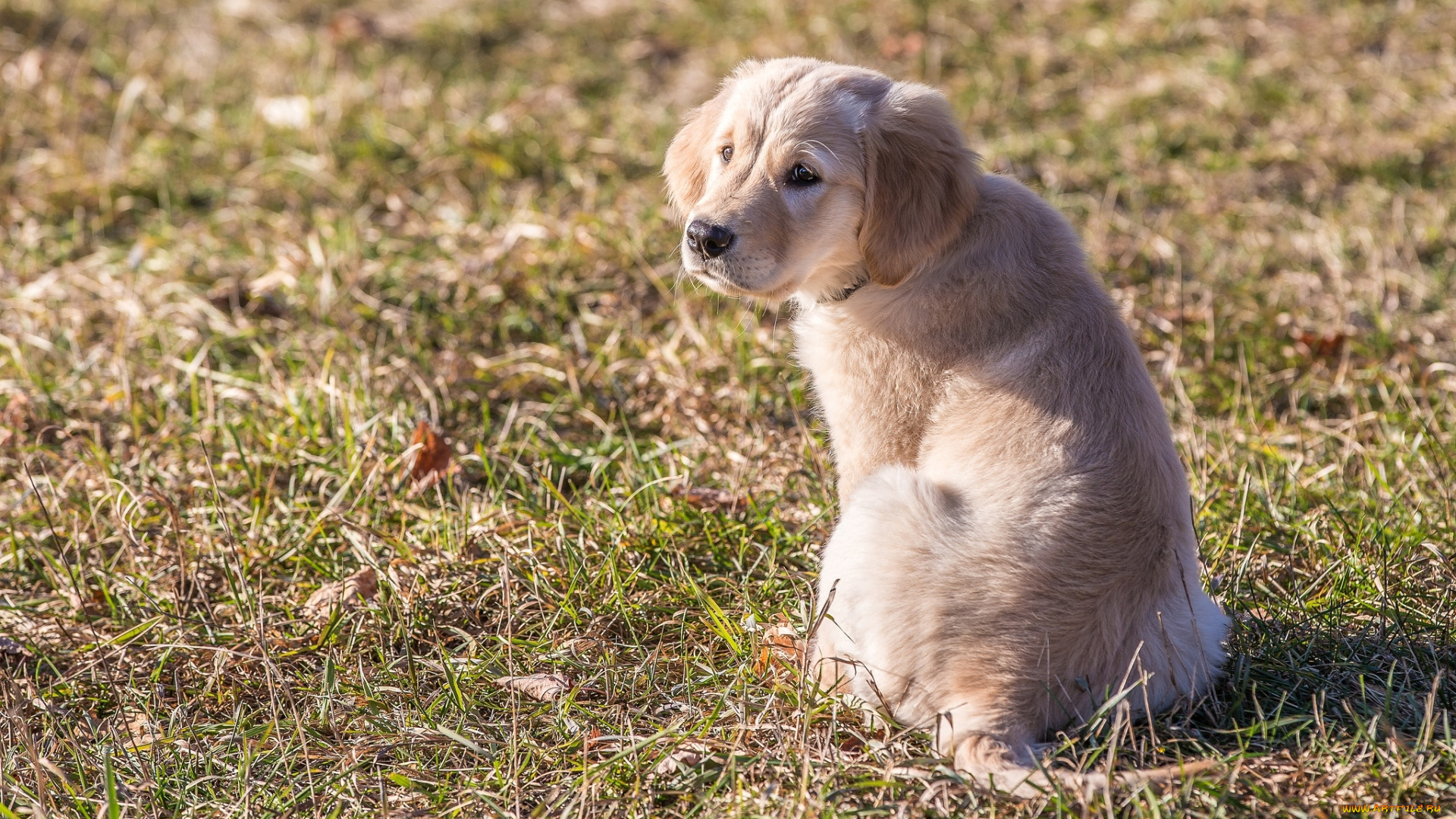 животные, собаки, милый, щенок