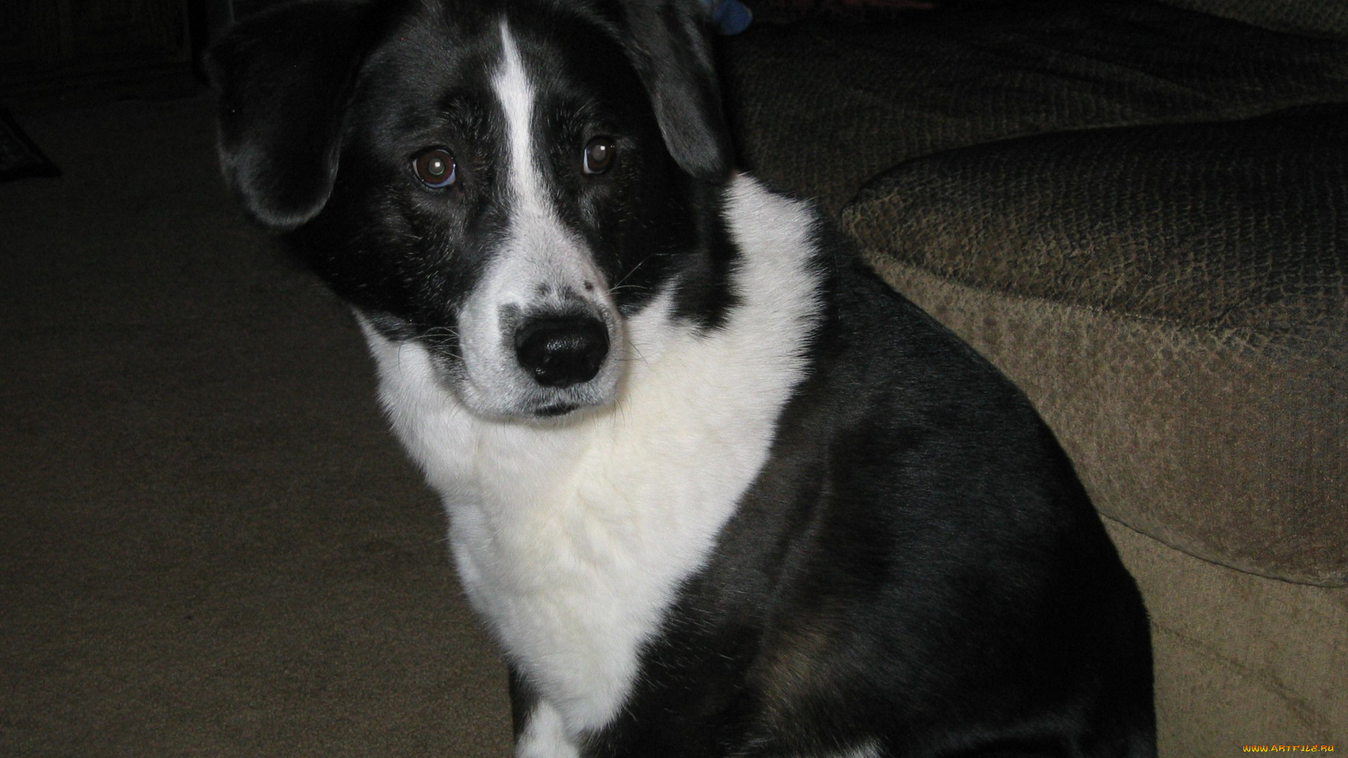 животные, собаки, собачка