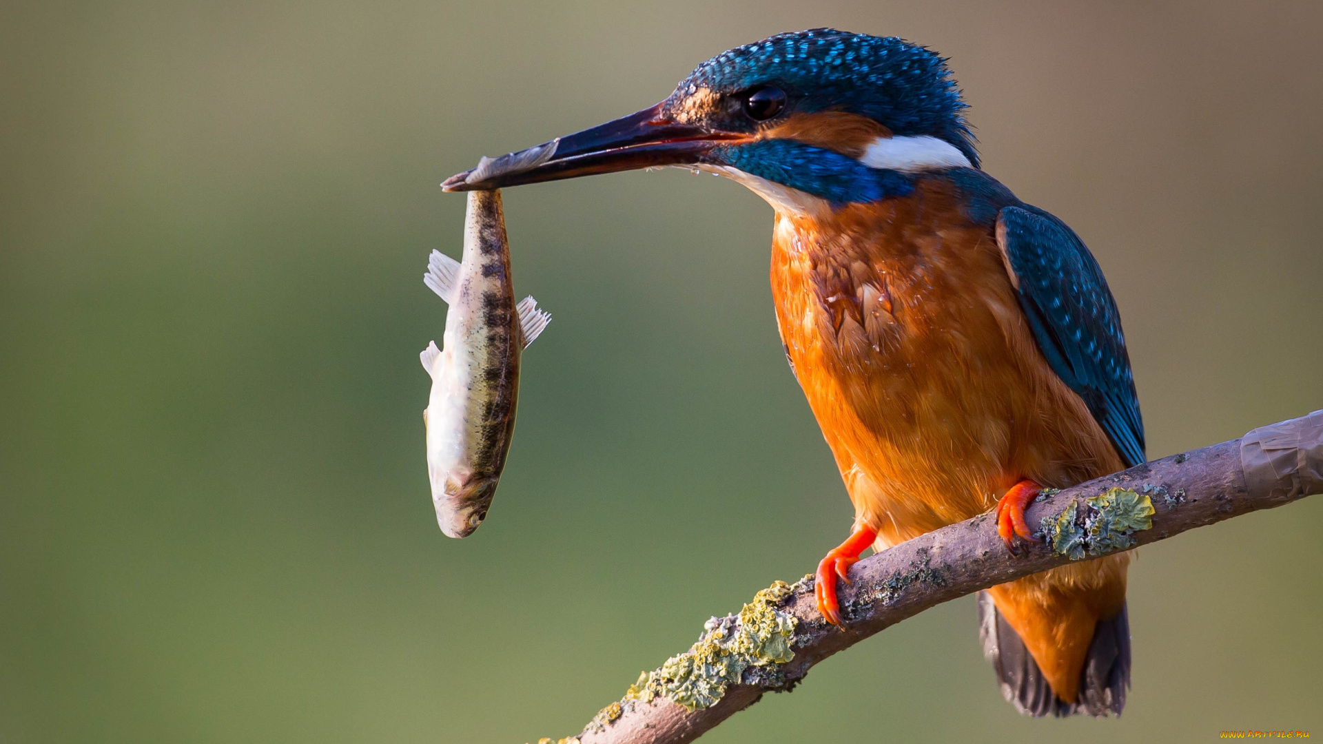 животные, зимородки, птица, ветка, рыбка
