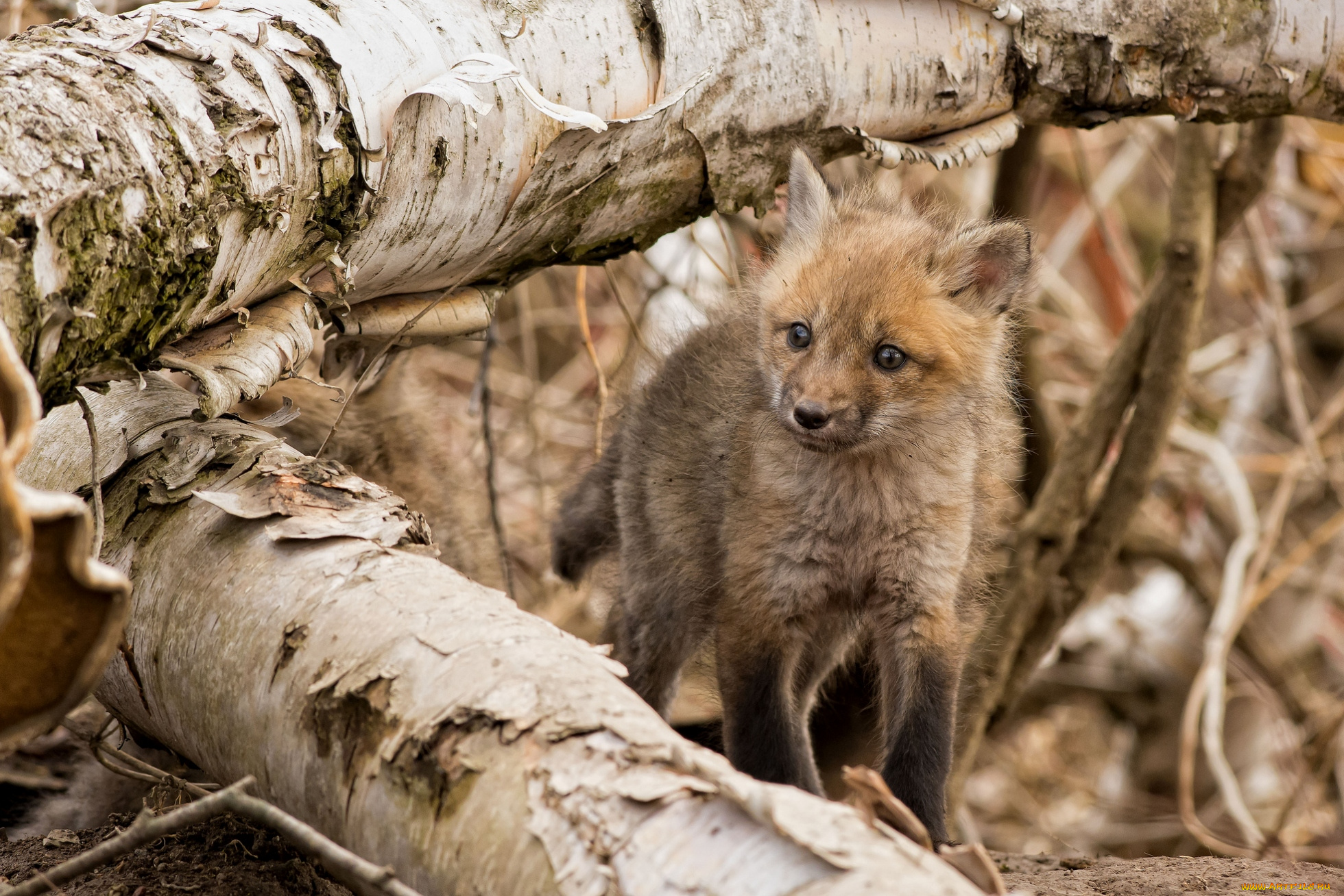 животные, лисы, лисенок, малыш