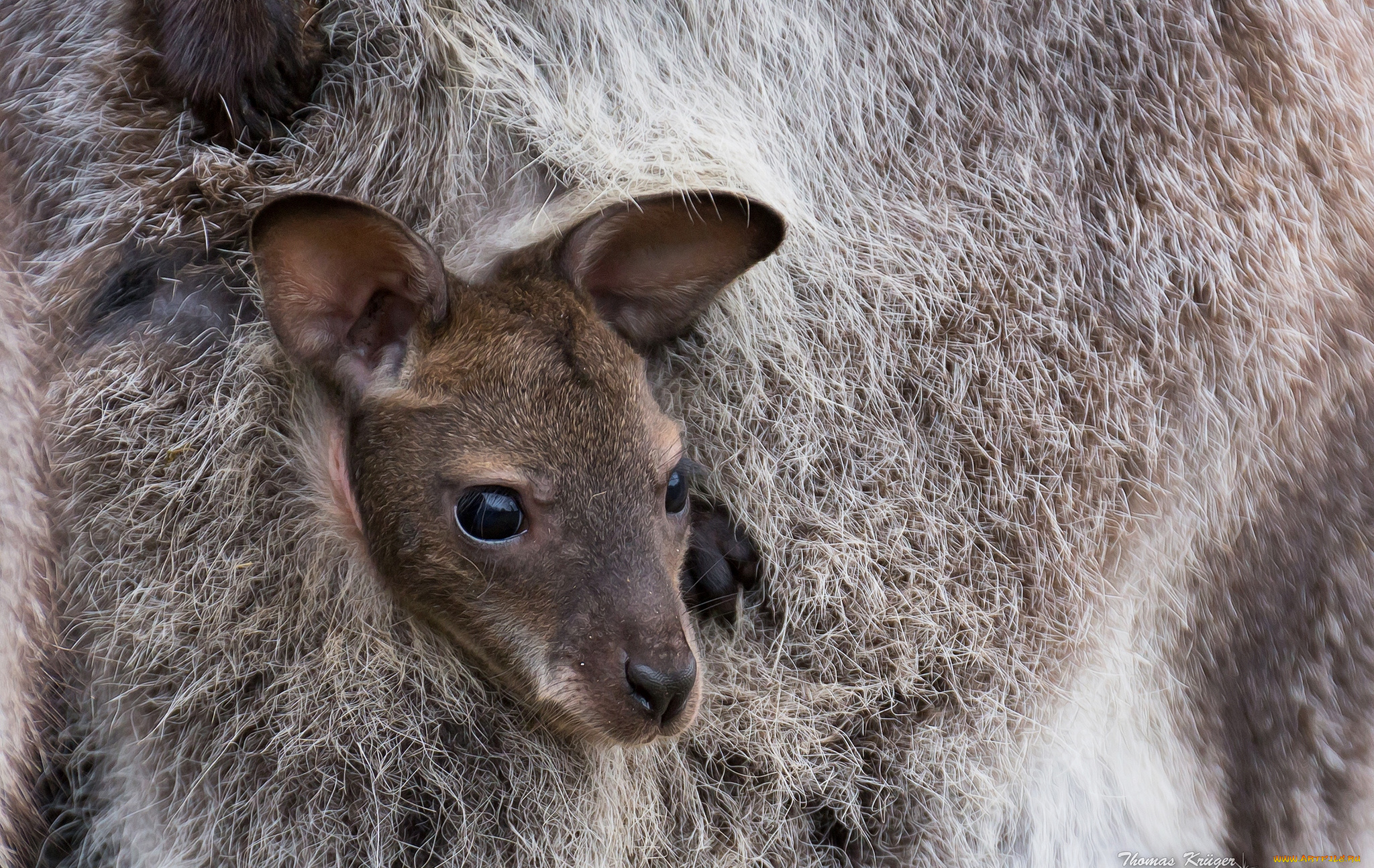 животные, кенгуру, малыш, кенгуренок