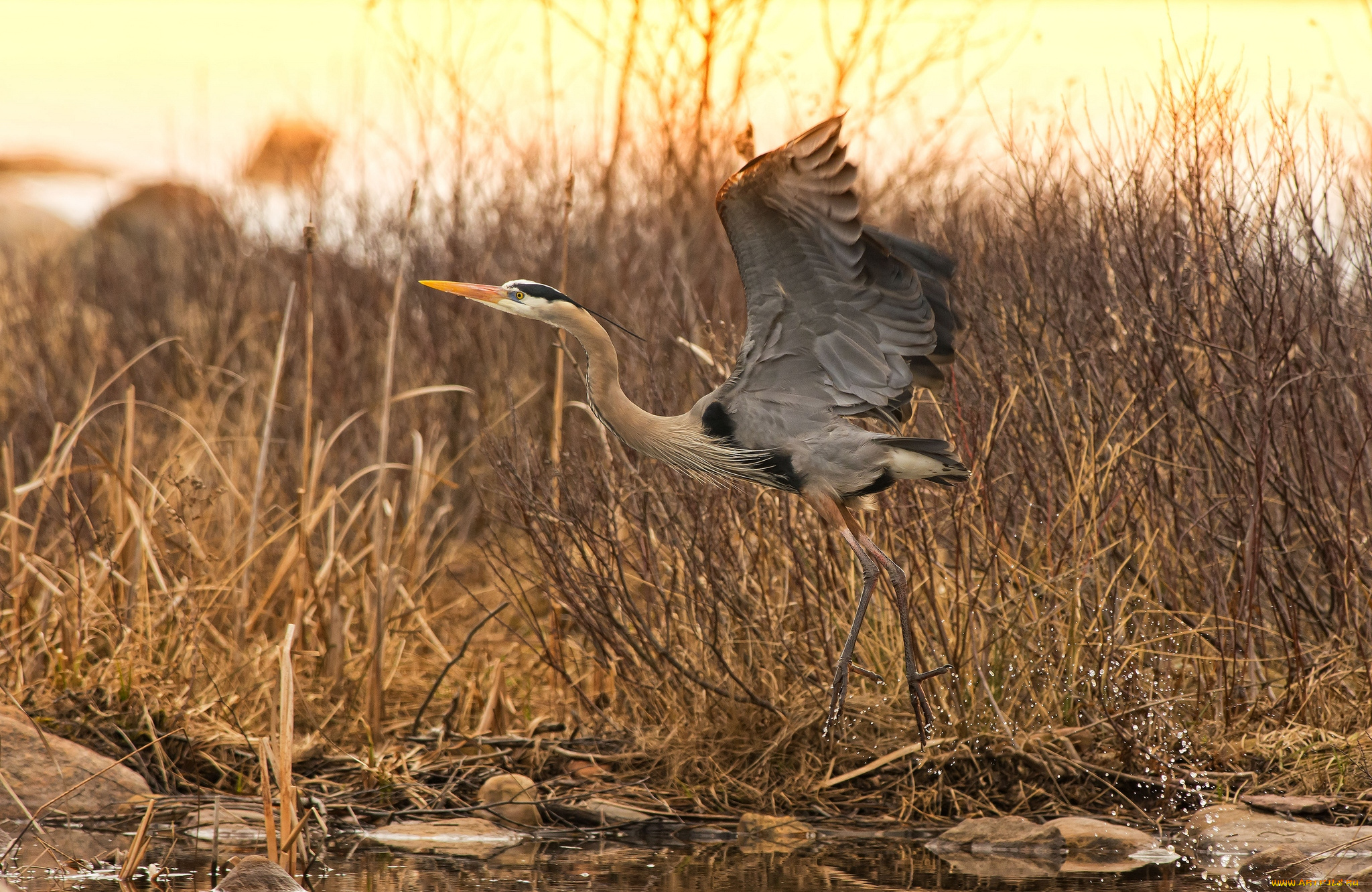 животные, цапли, крылья, взлет