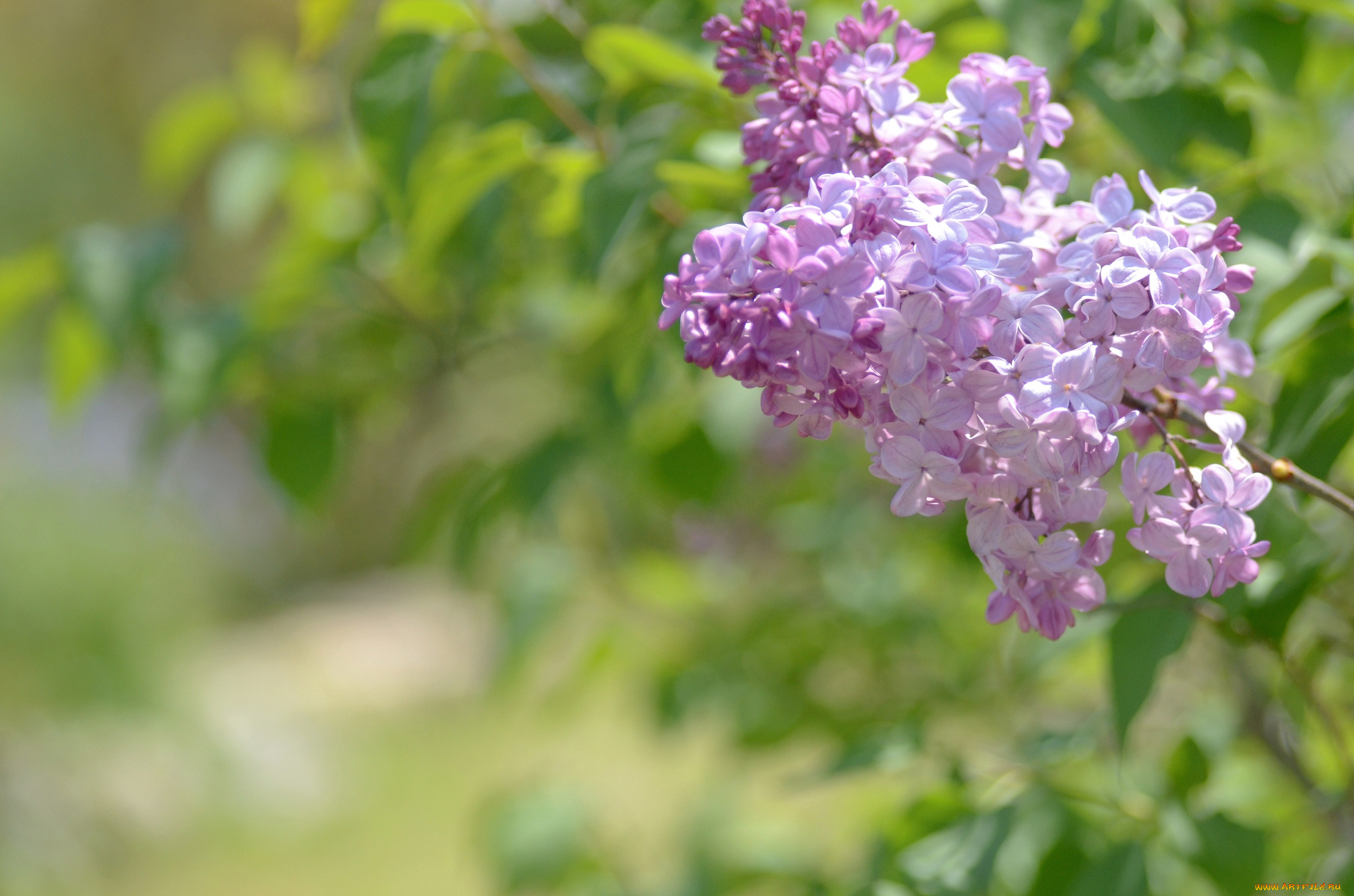 цветы, сирень, весна, ветка