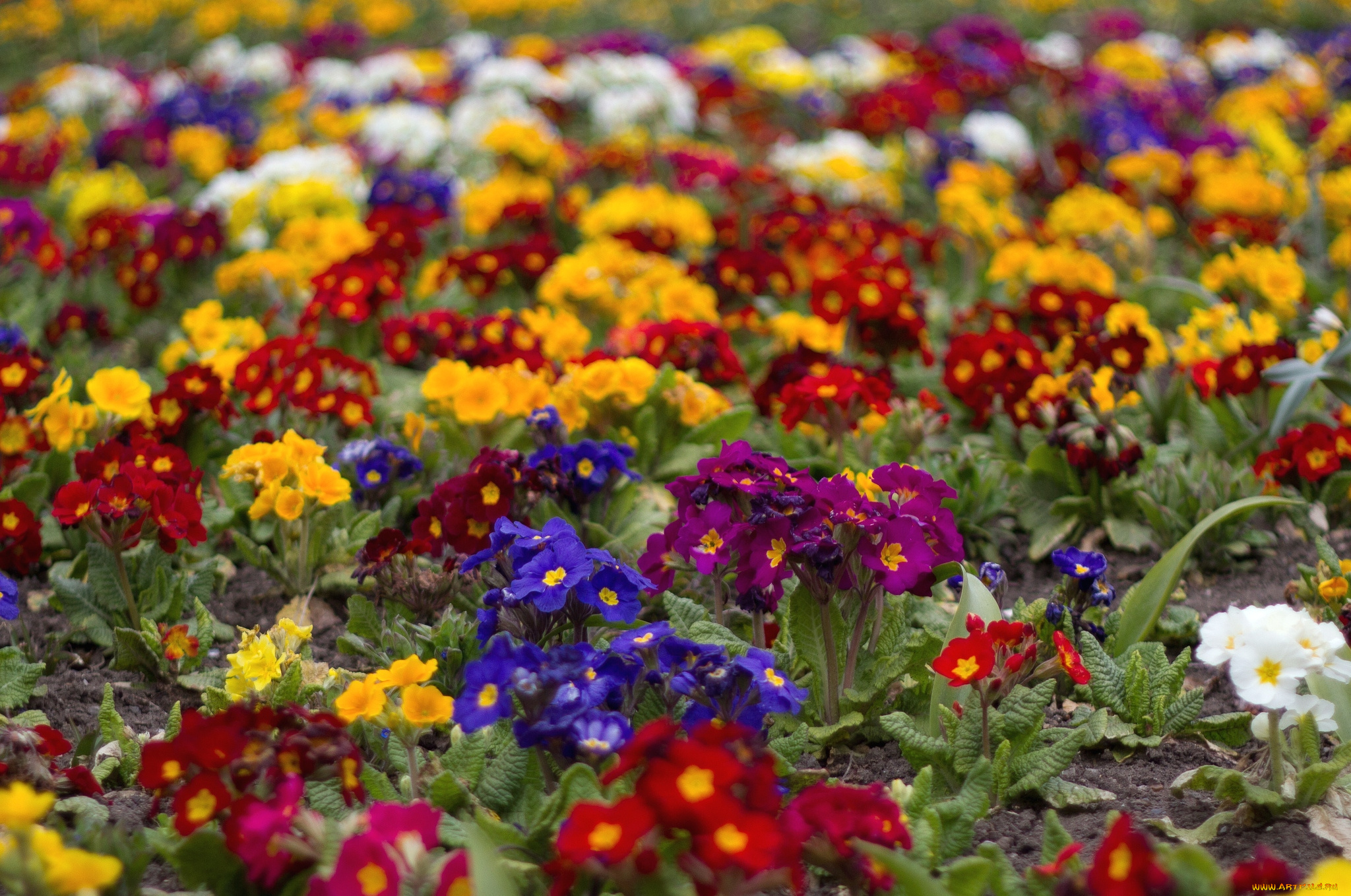цветы, примулы, разноцветный