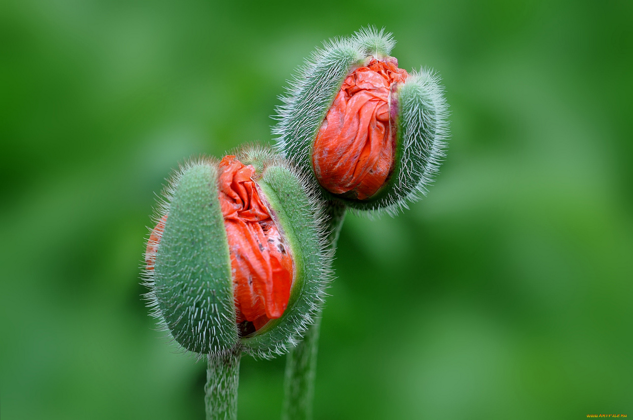 цветы, маки, бутоны, рождение