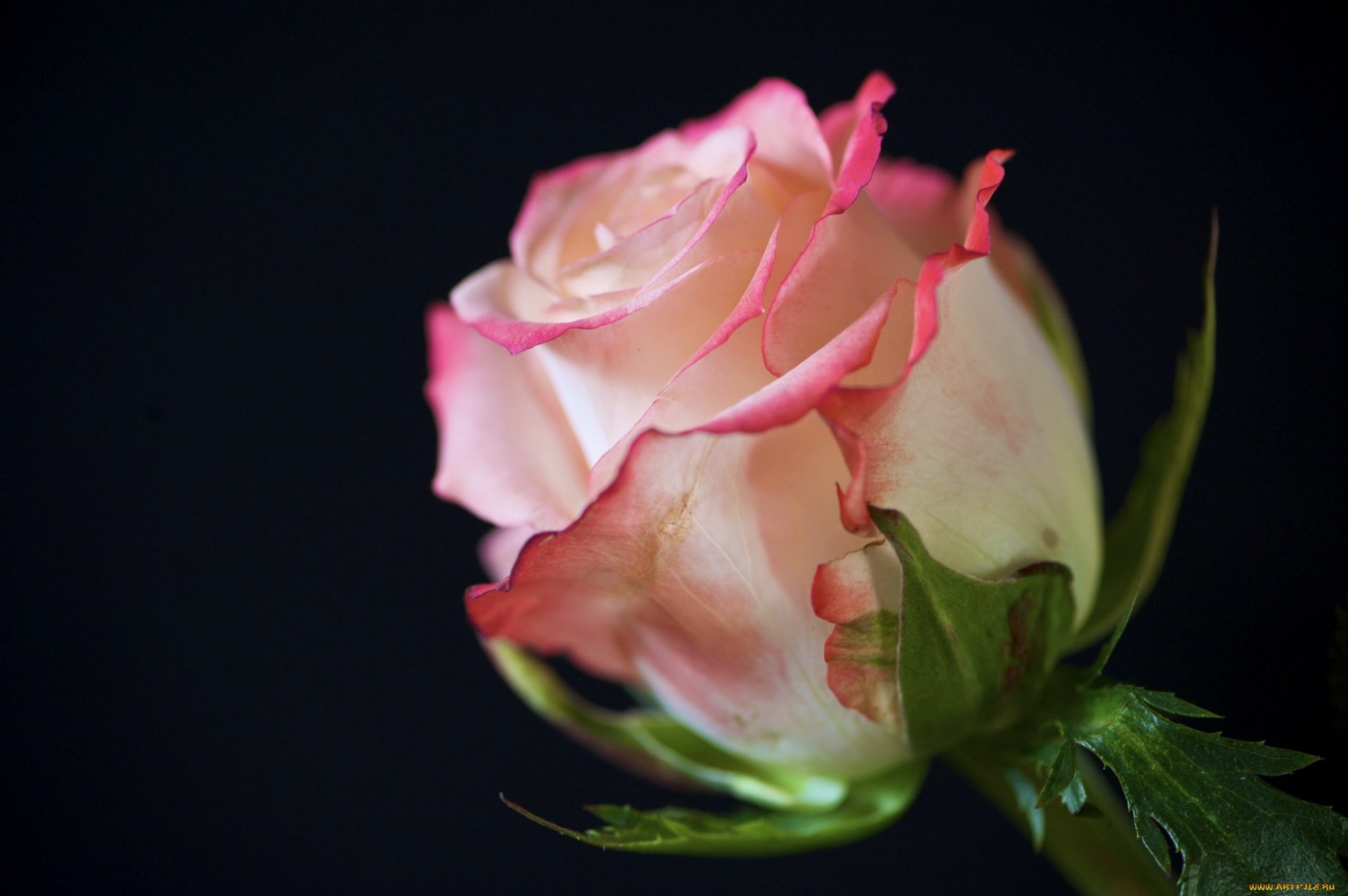 цветы, розы, роза