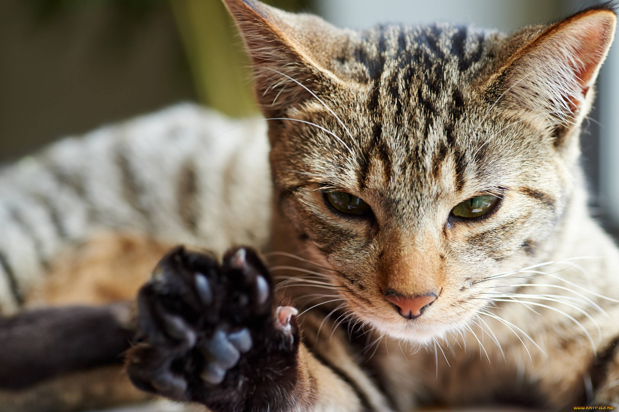 животные, коты, лапа