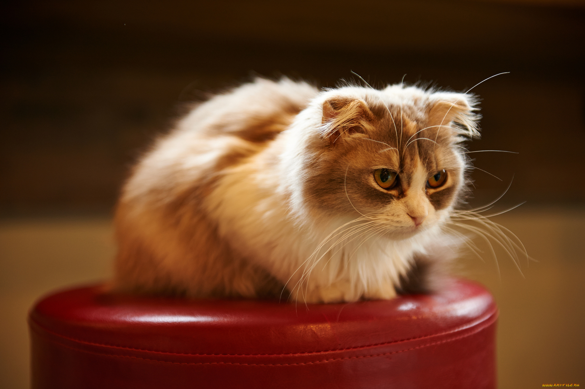 животные, коты, вислоухая