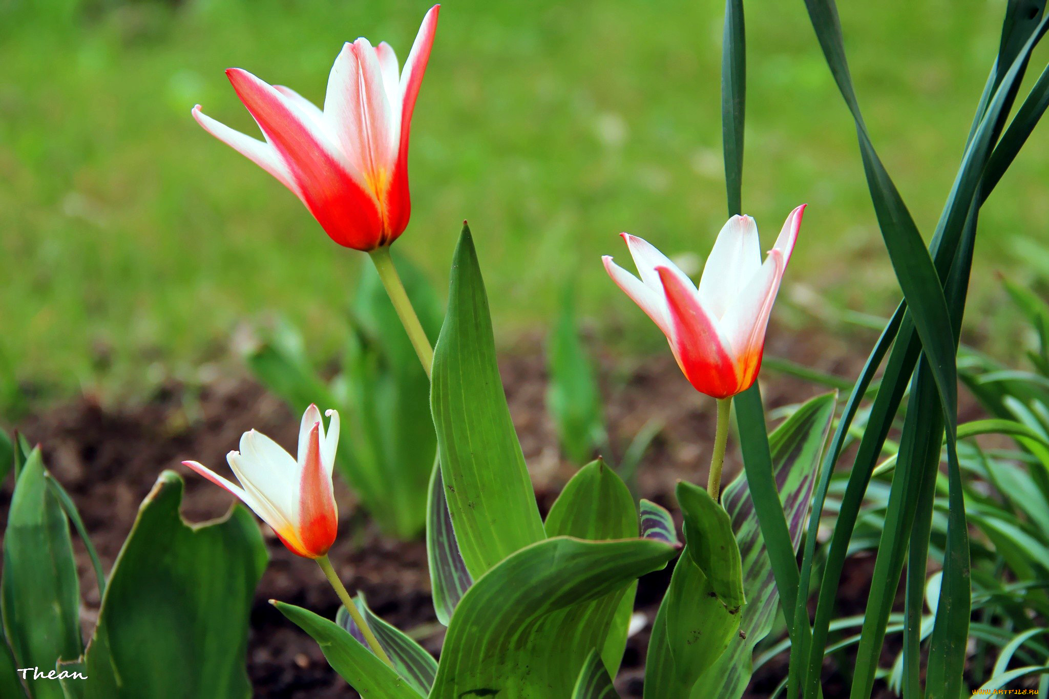 цветы, тюльпаны, алый