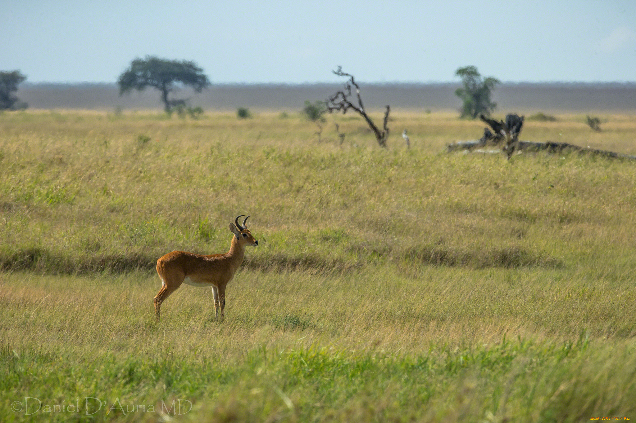 животные, антилопы, козочка
