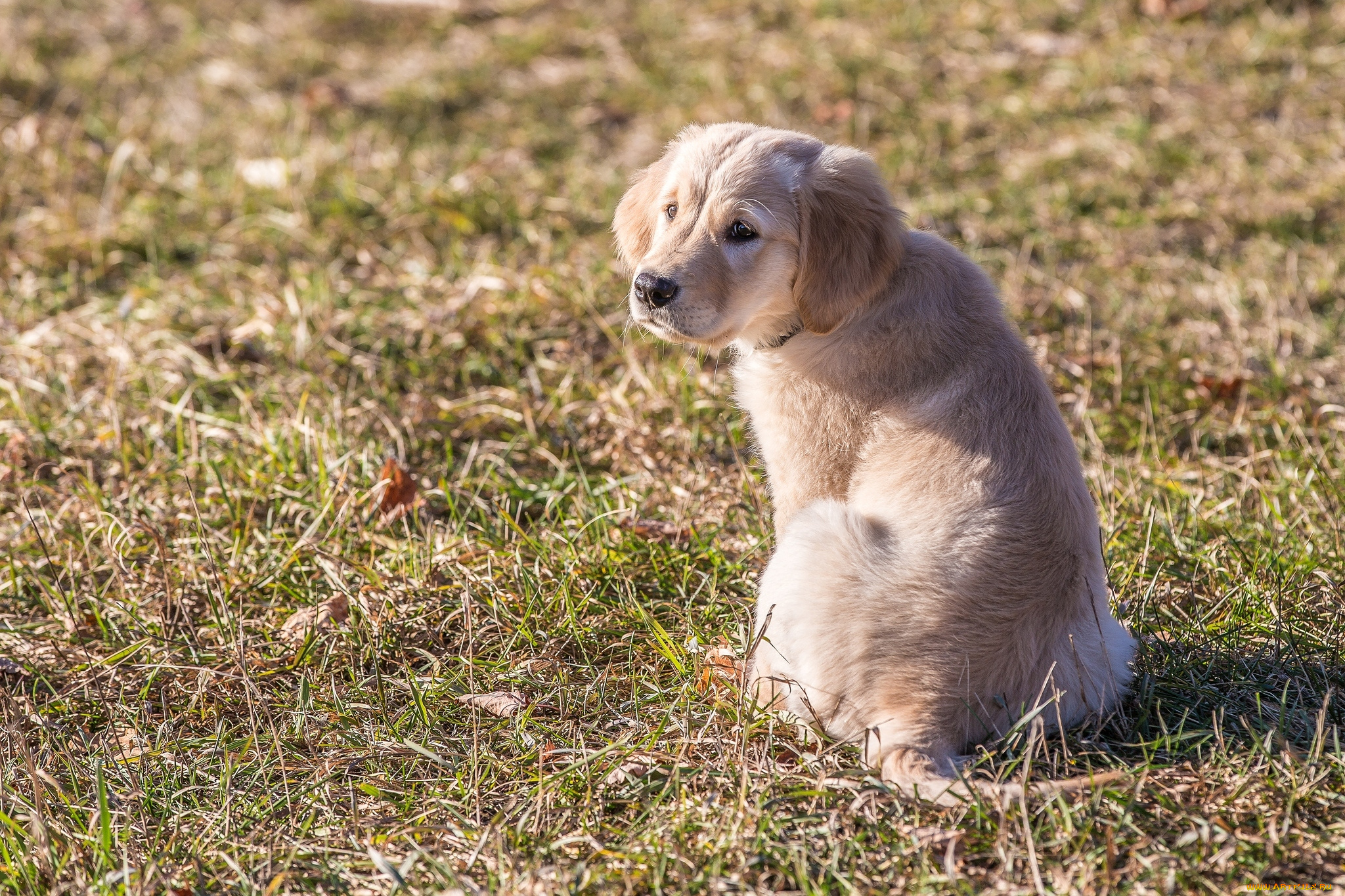 животные, собаки, милый, щенок