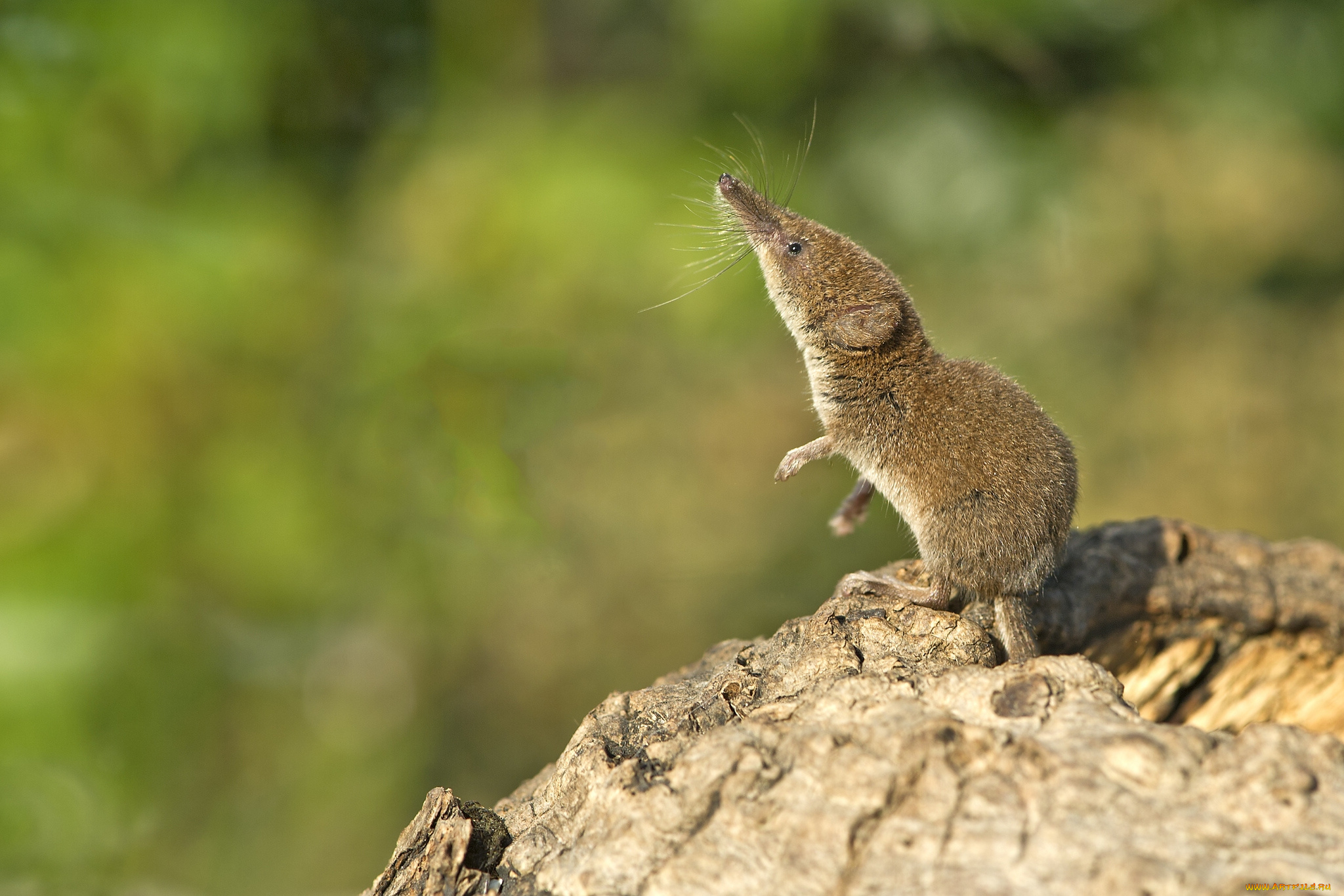 животные, другое, малая, землеройка, бурозубка