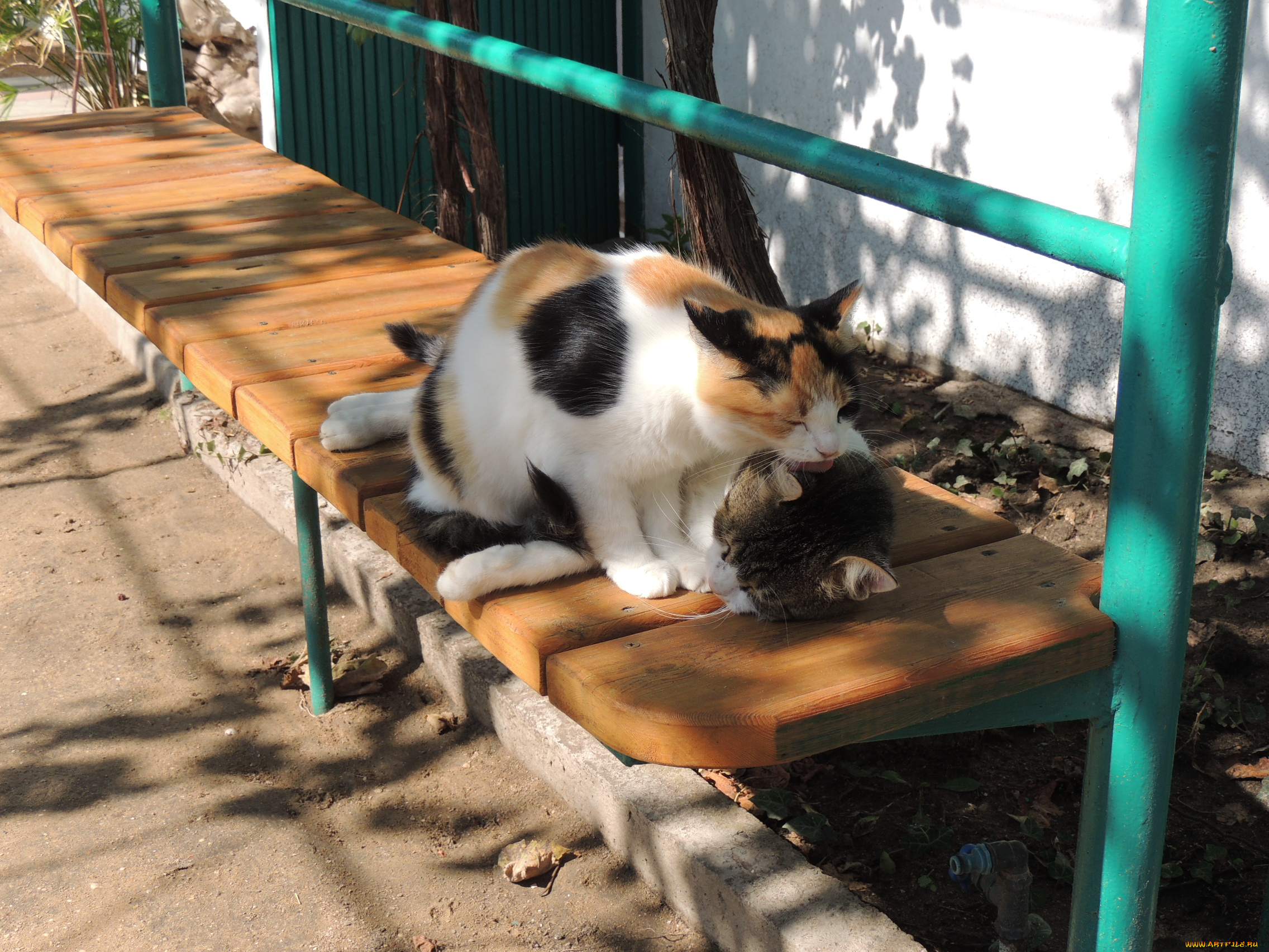 животные, коты, парочка