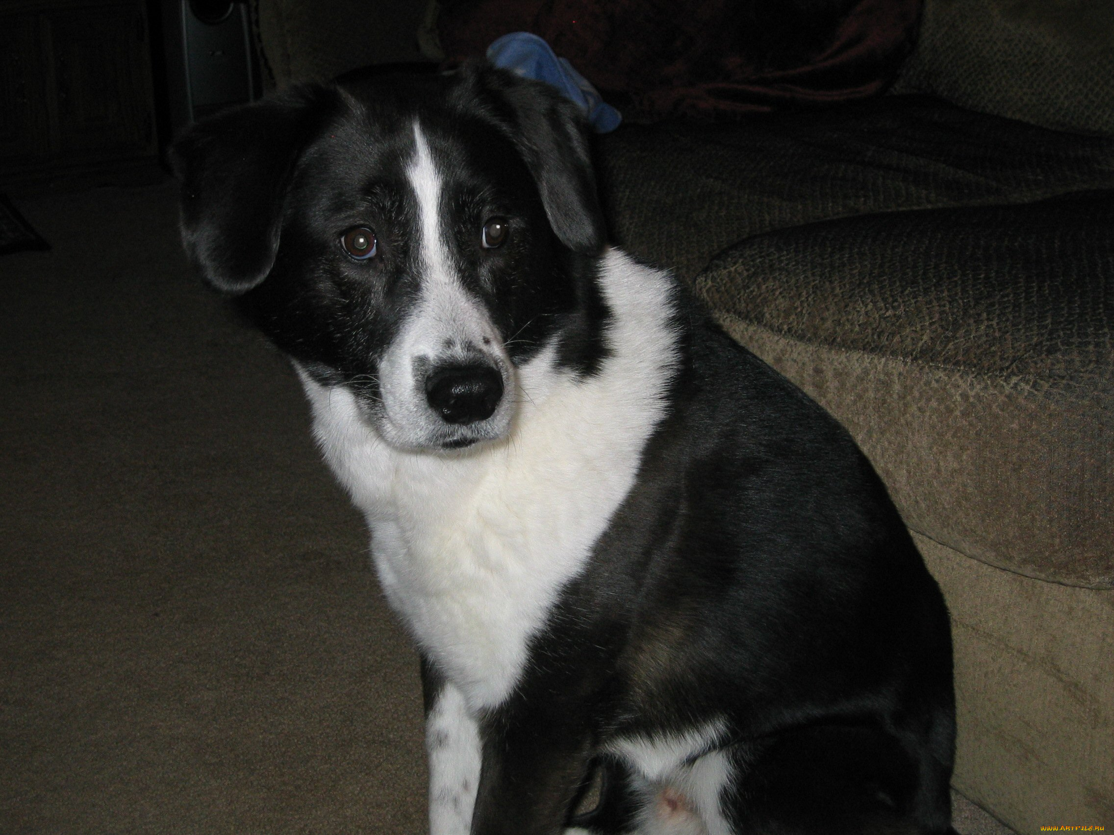 животные, собаки, собачка