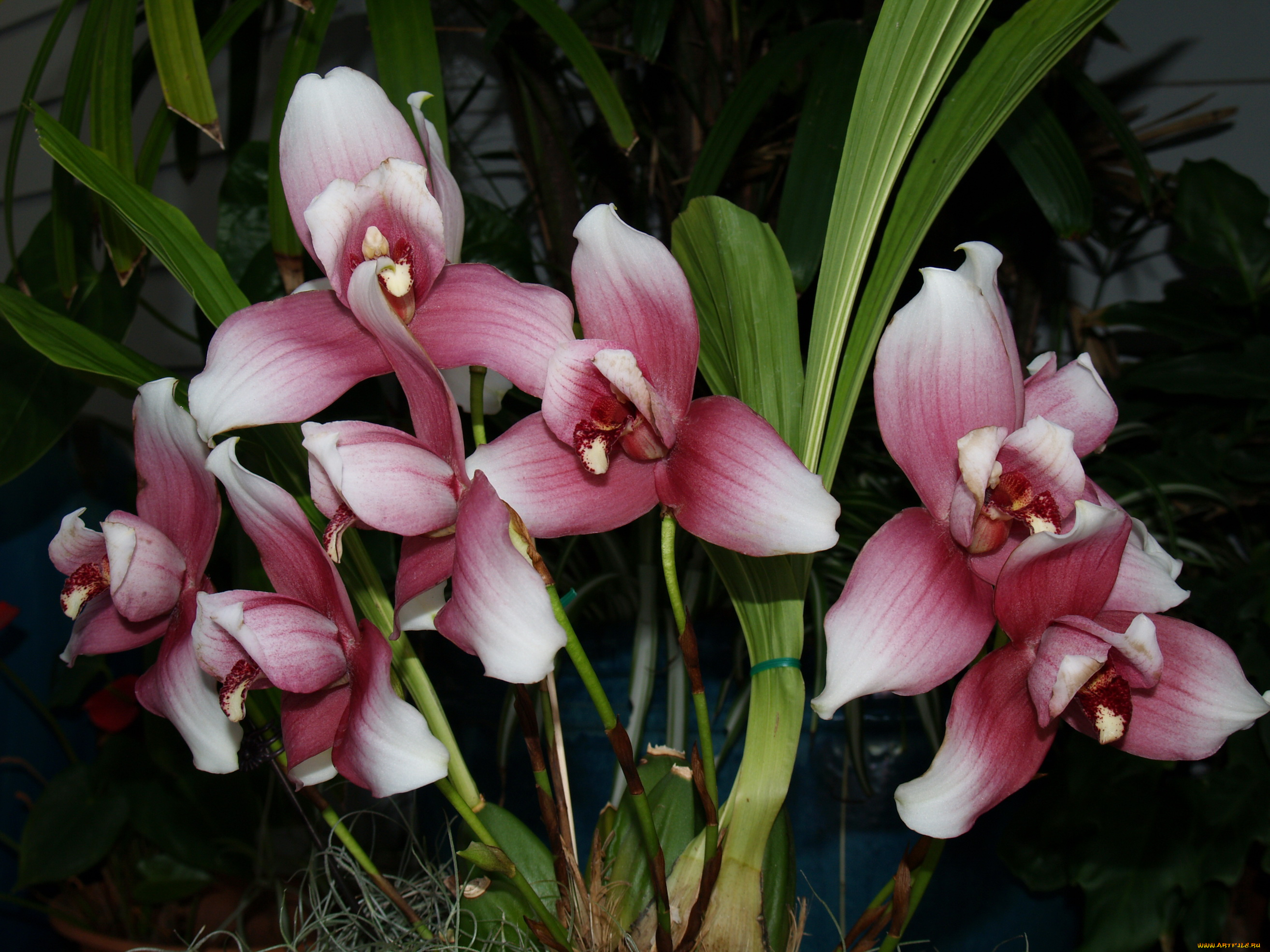 цветы, орхидеи