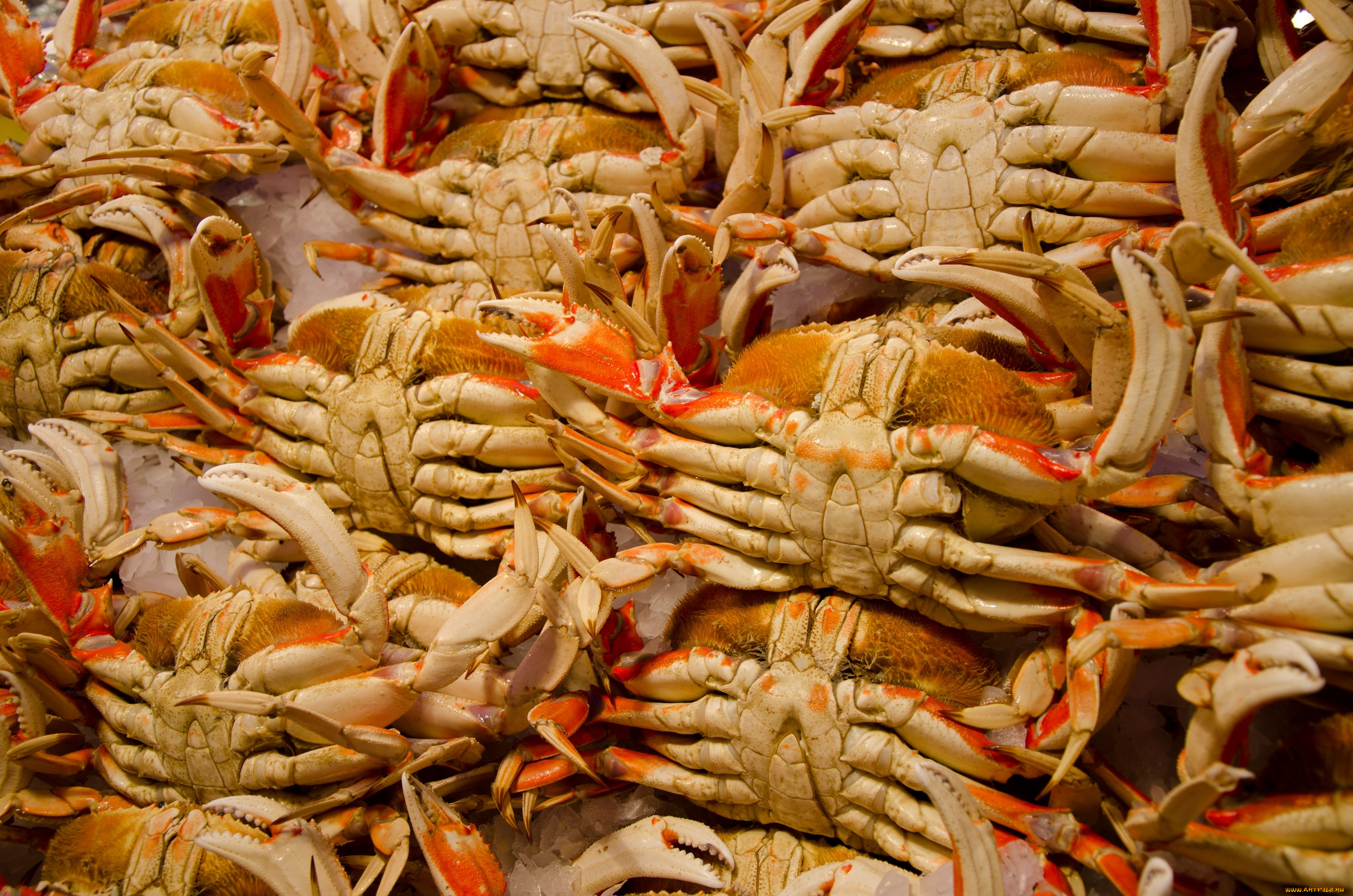 еда, рыба, морепродукты, суши, роллы, крабы