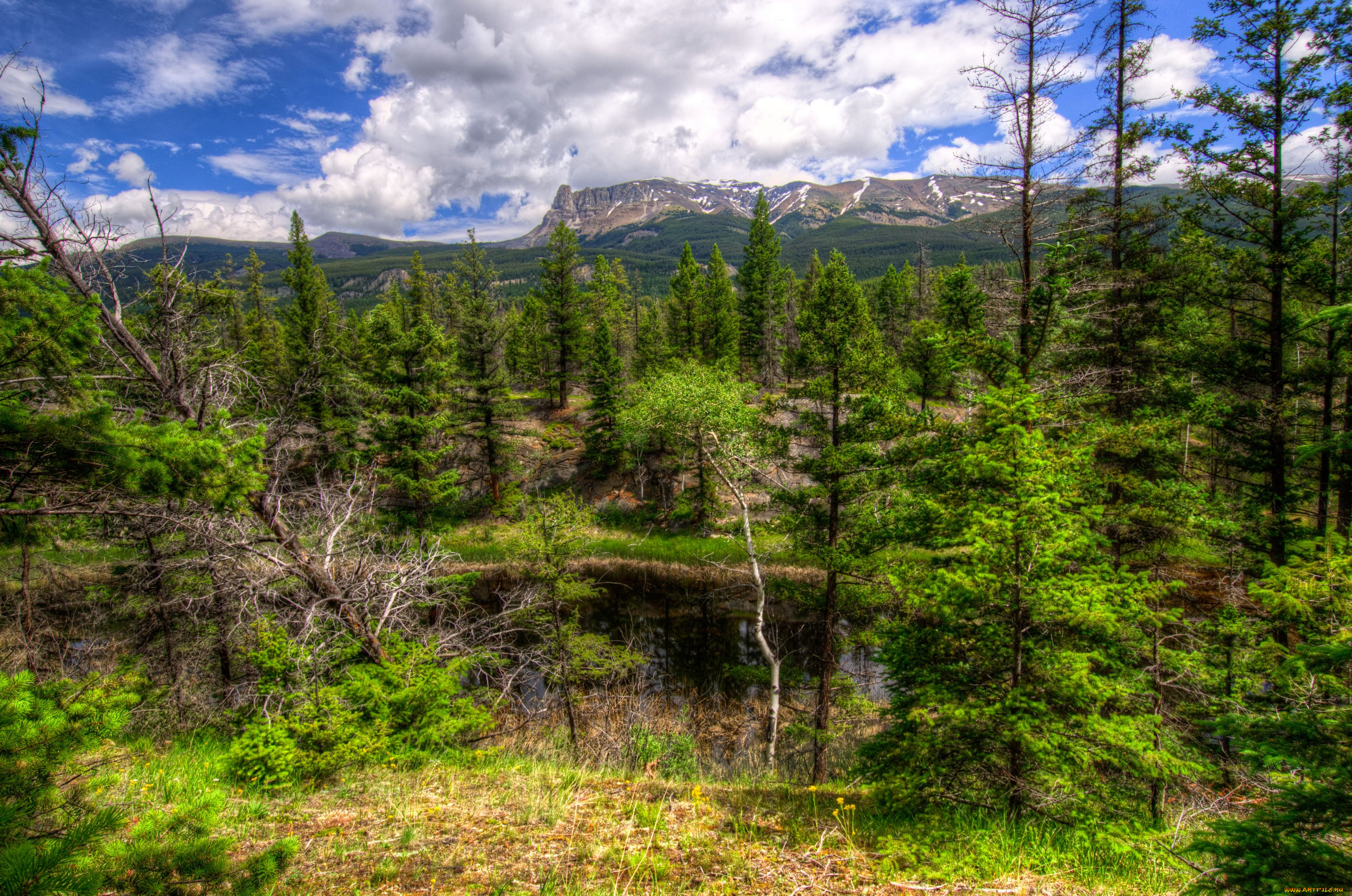 природа, деревья, канада