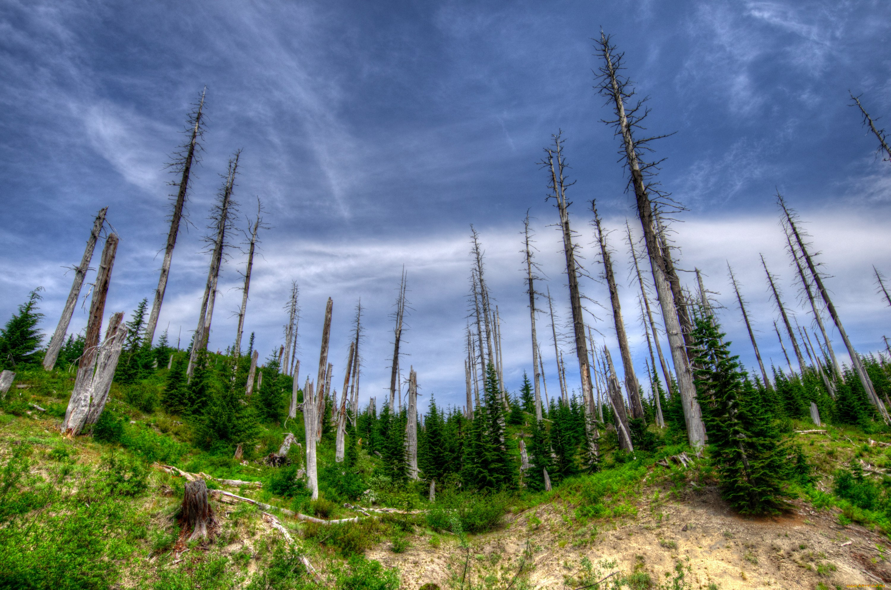 природа, деревья, штат, вашингтон, сша, америка