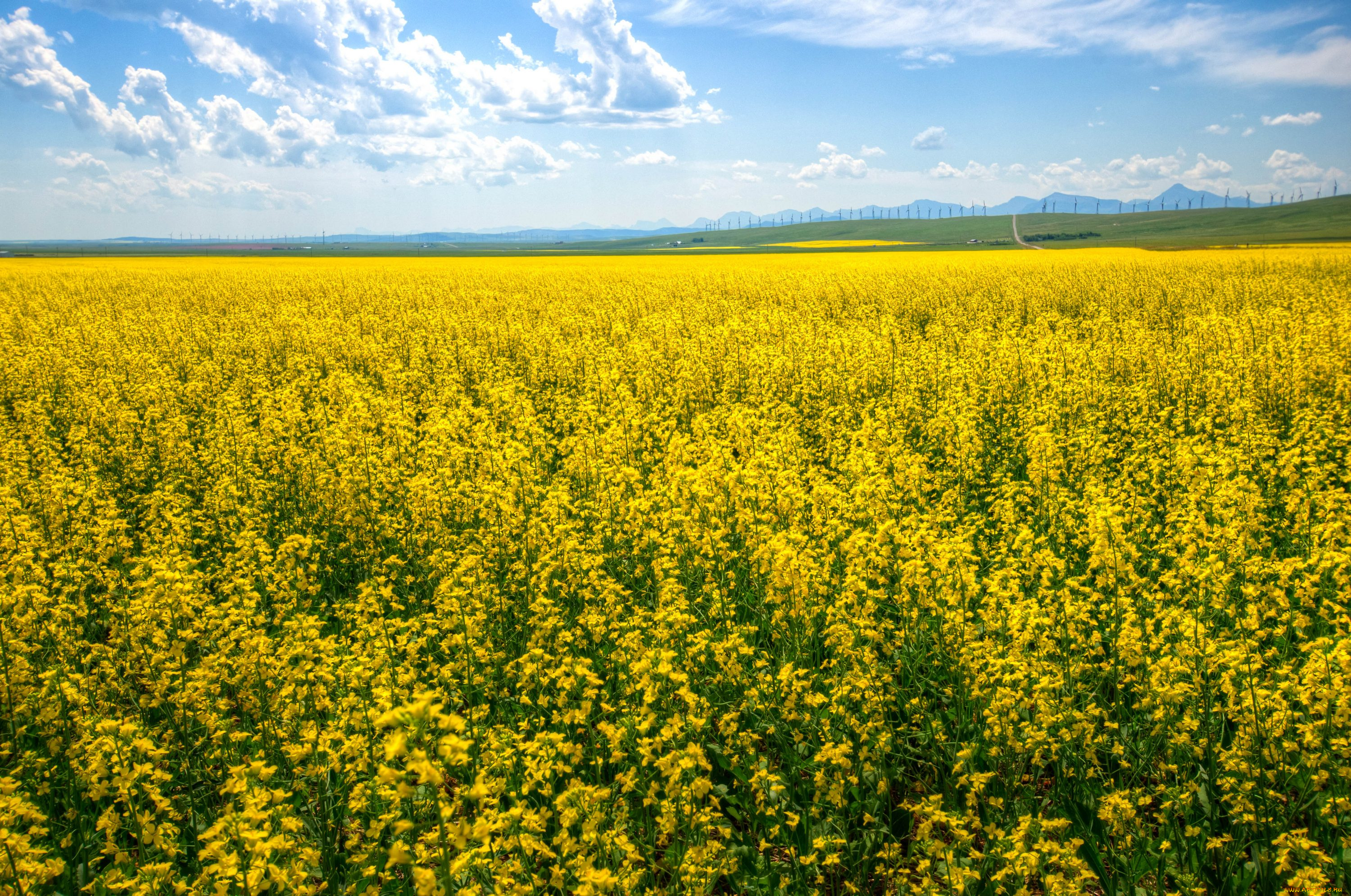 природа, поля, канада