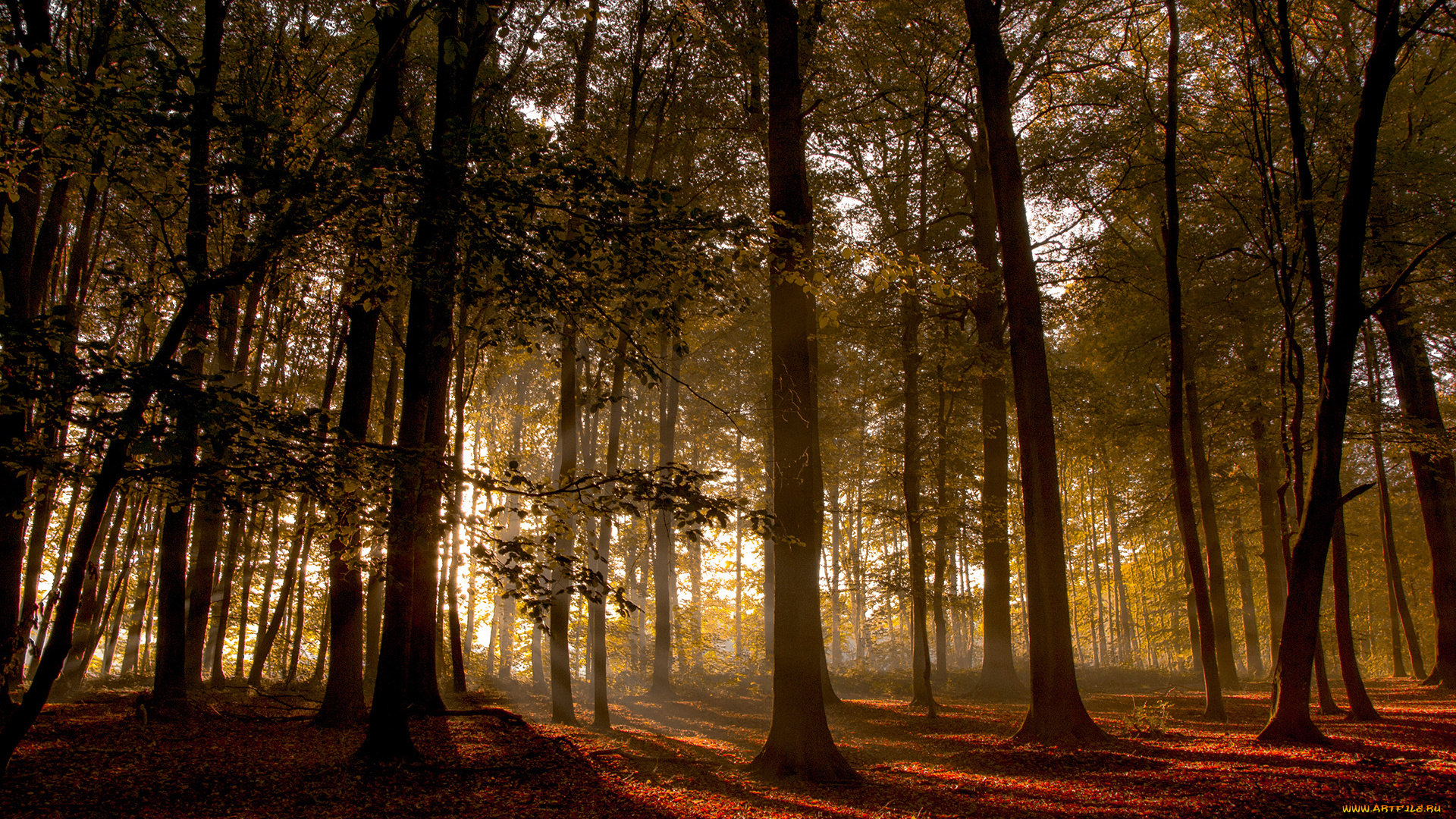 природа, лес, forest, trees, sunset, wood
