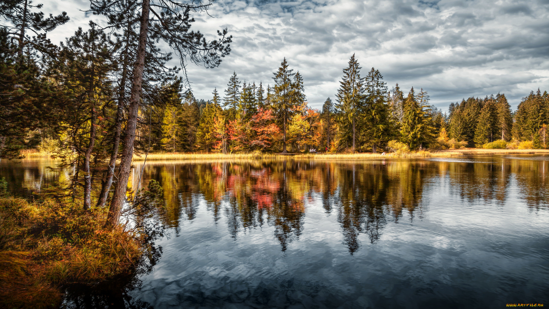 природа, реки, озера, лес, река, облака, отражение
