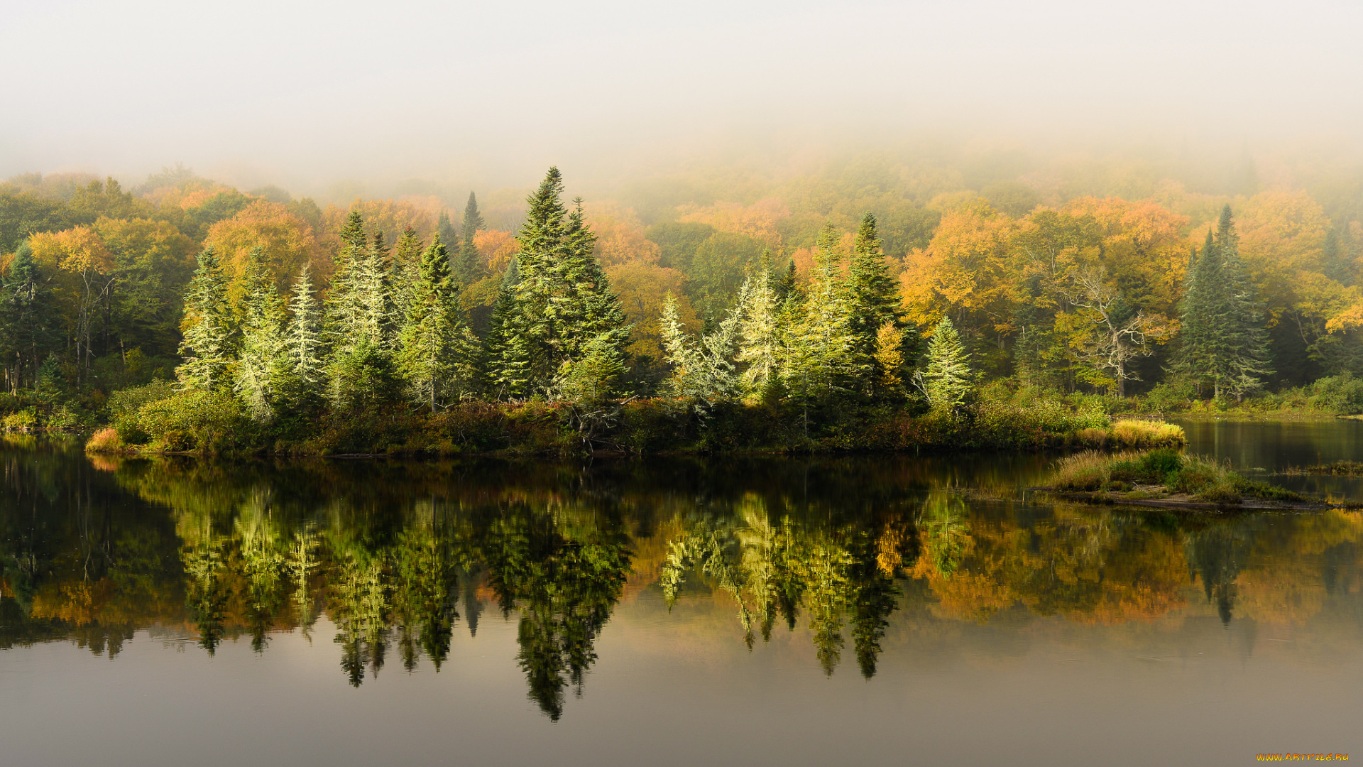природа, реки, озера, лес, туман, река