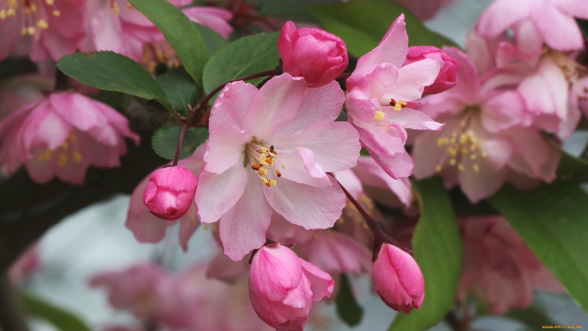 цветы, цветущие, деревья, , , кустарники, розовый, цветение, весна, макро