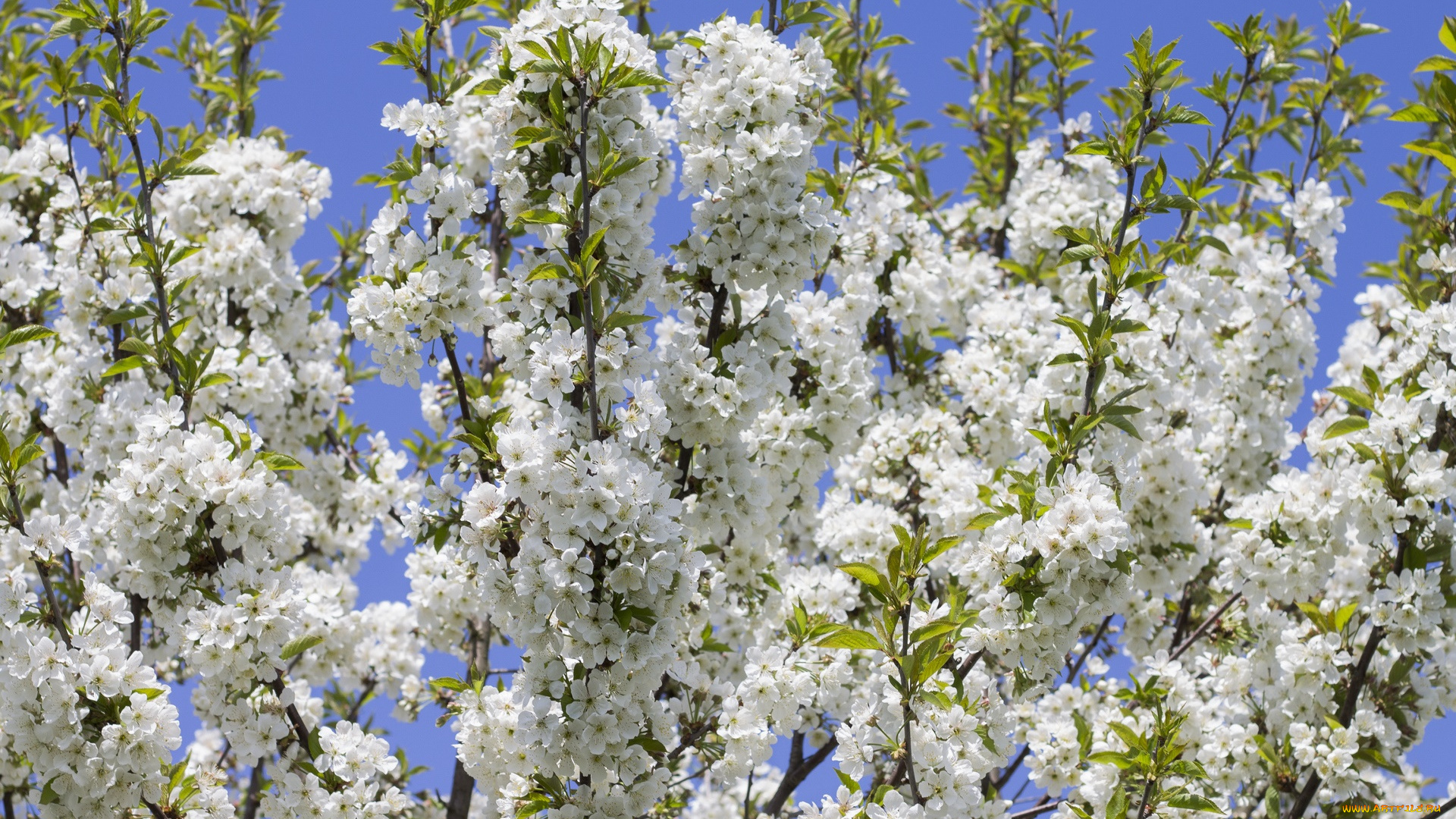 цветы, цветущие, деревья, , , кустарники, ветка
