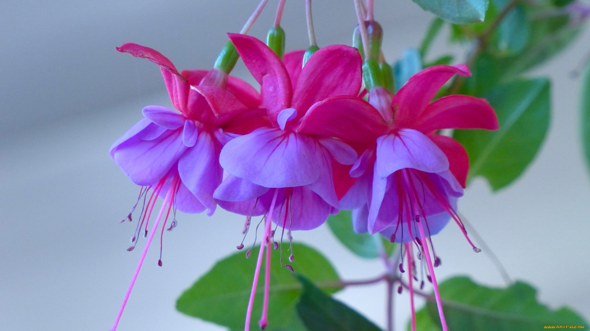 цветы, фуксия, цветки, макро