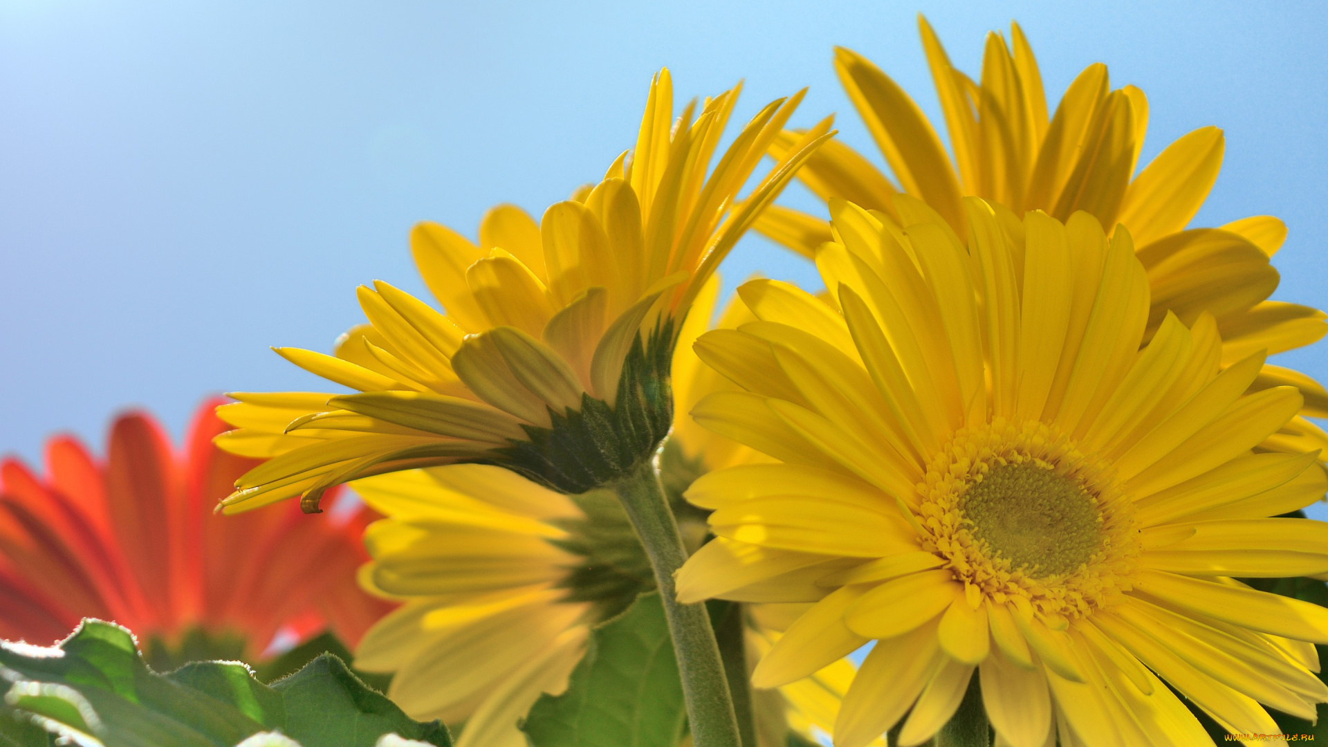 цветы, герберы, макро, жёлтые