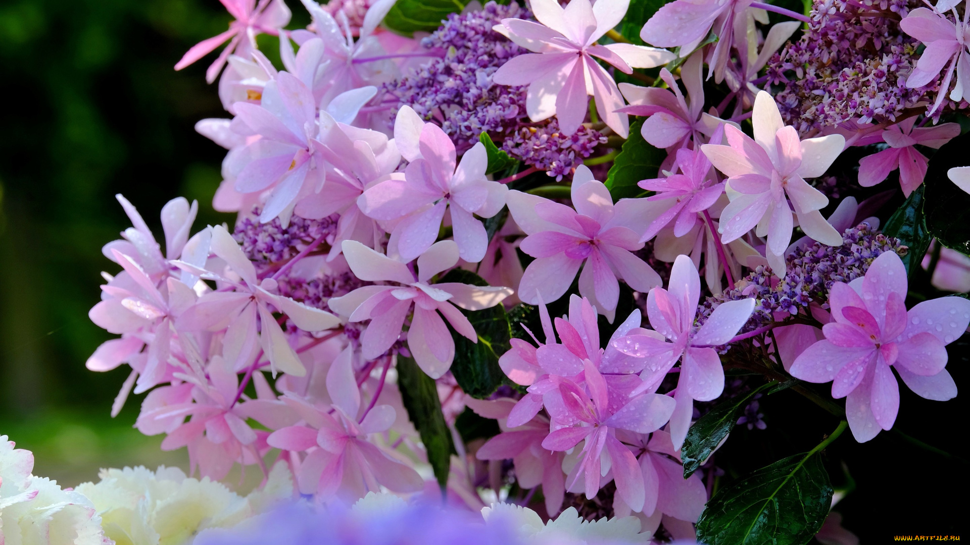 цветы, гортензия, макро, цветки