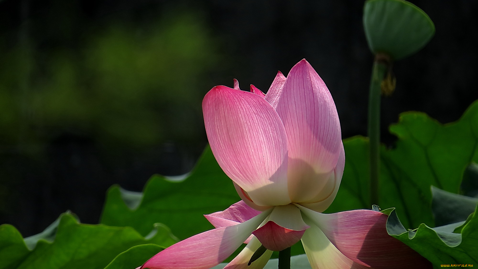 цветы, лотосы, бутон, лепестки, фон