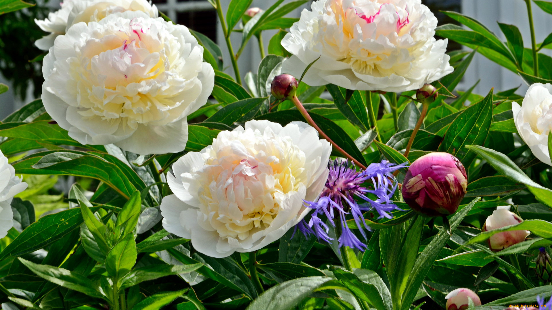 цветы, пионы, бутоны