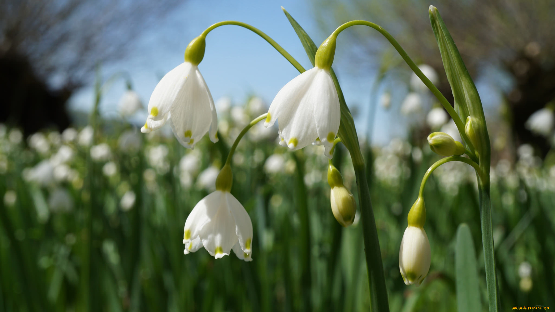 цветы, подснежники, , белоцветники, , пролески, белоцветник, весенний, боке, макро