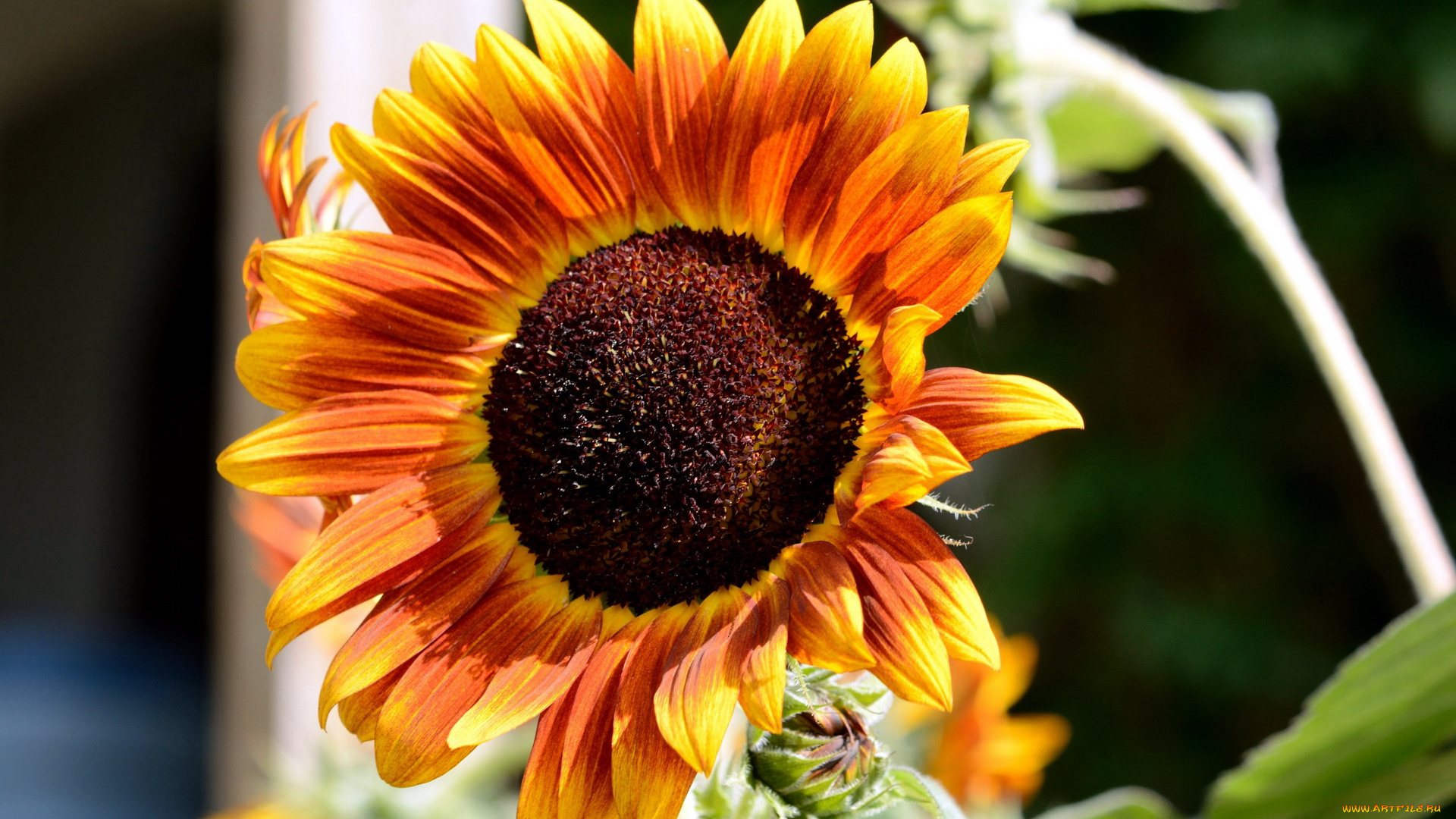 цветы, подсолнухи, макро