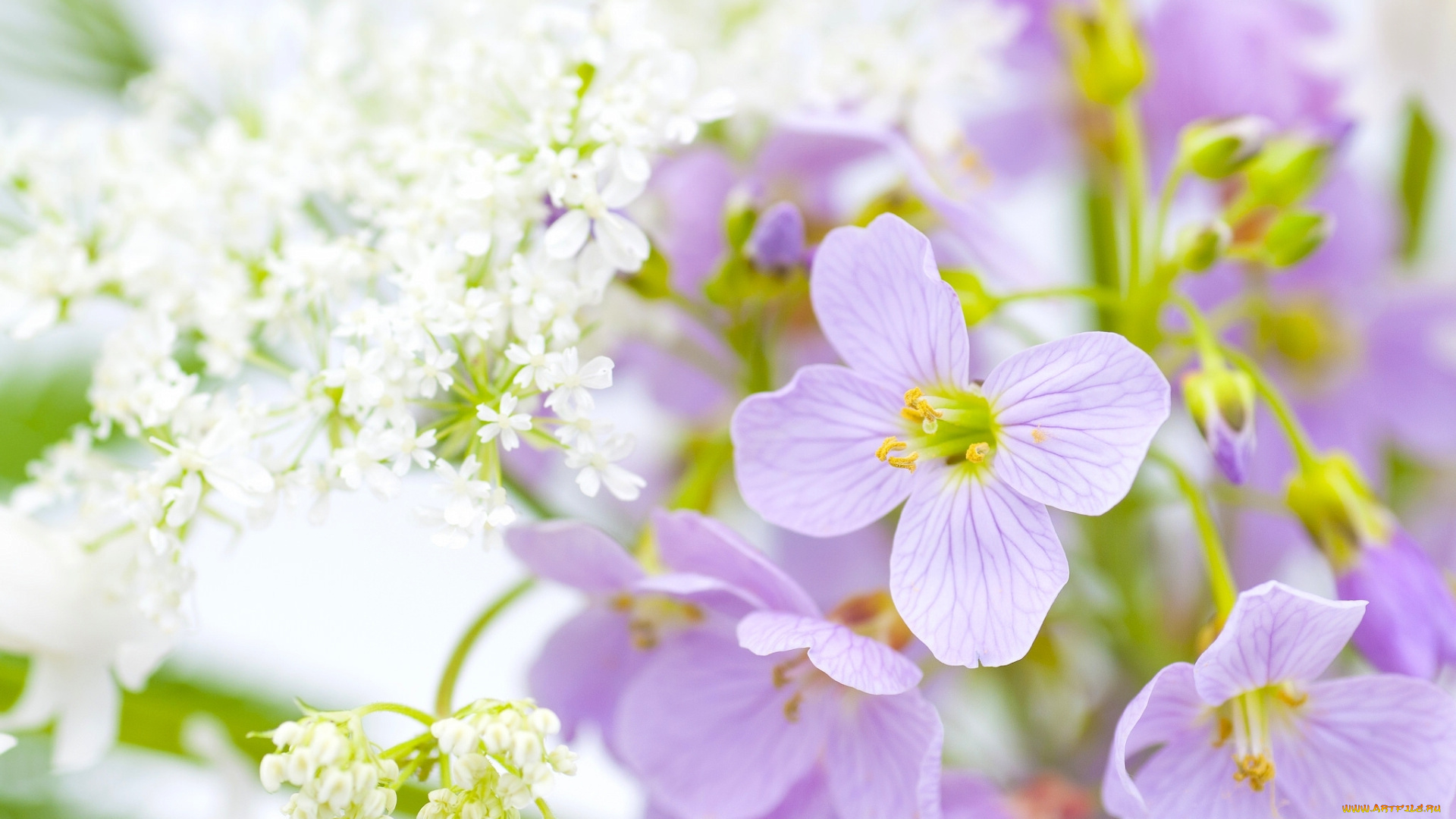 цветы, разные, вместе, макро, купырь, эпигея