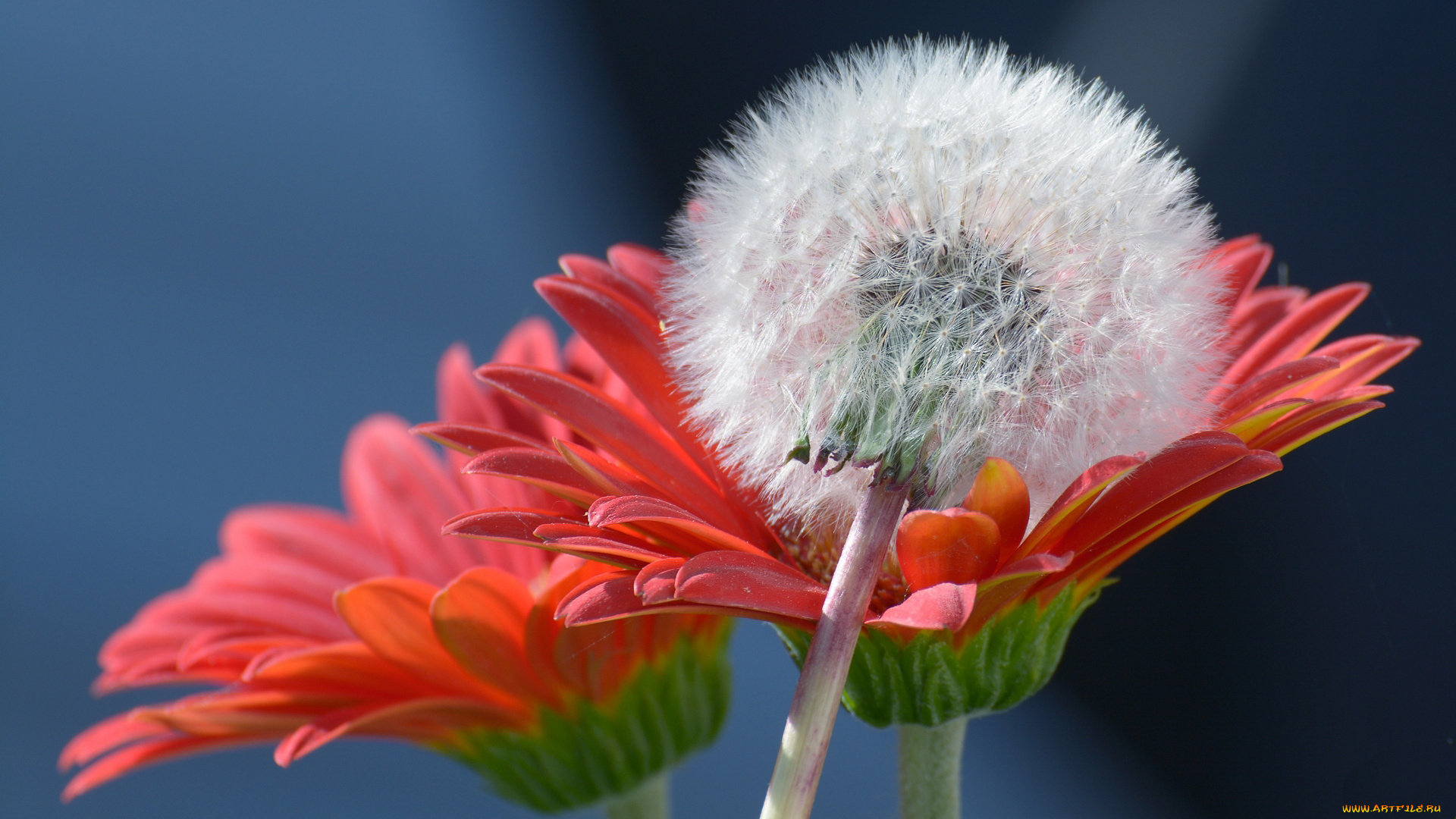 цветы, разные, вместе, одуванчик, герберы, макро