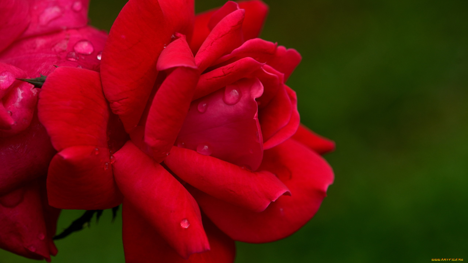 цветы, розы, алый