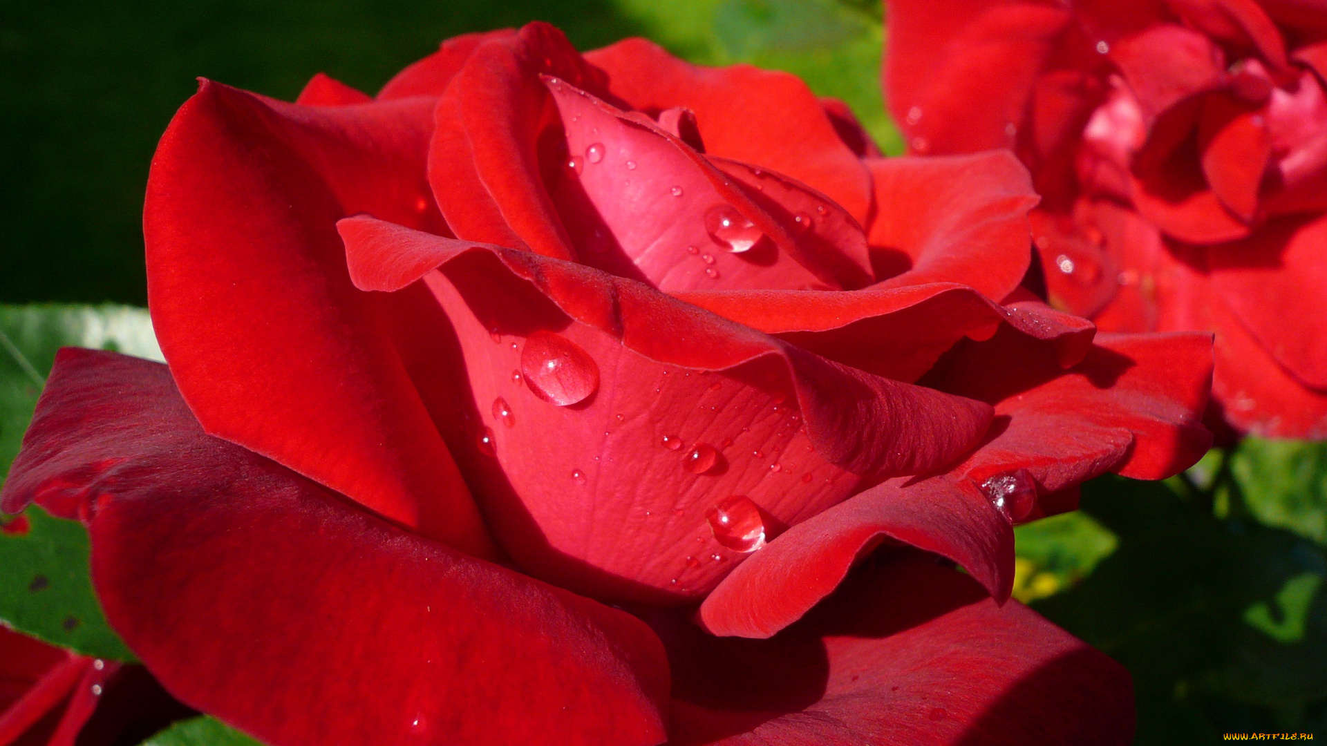 цветы, розы, алый, капли