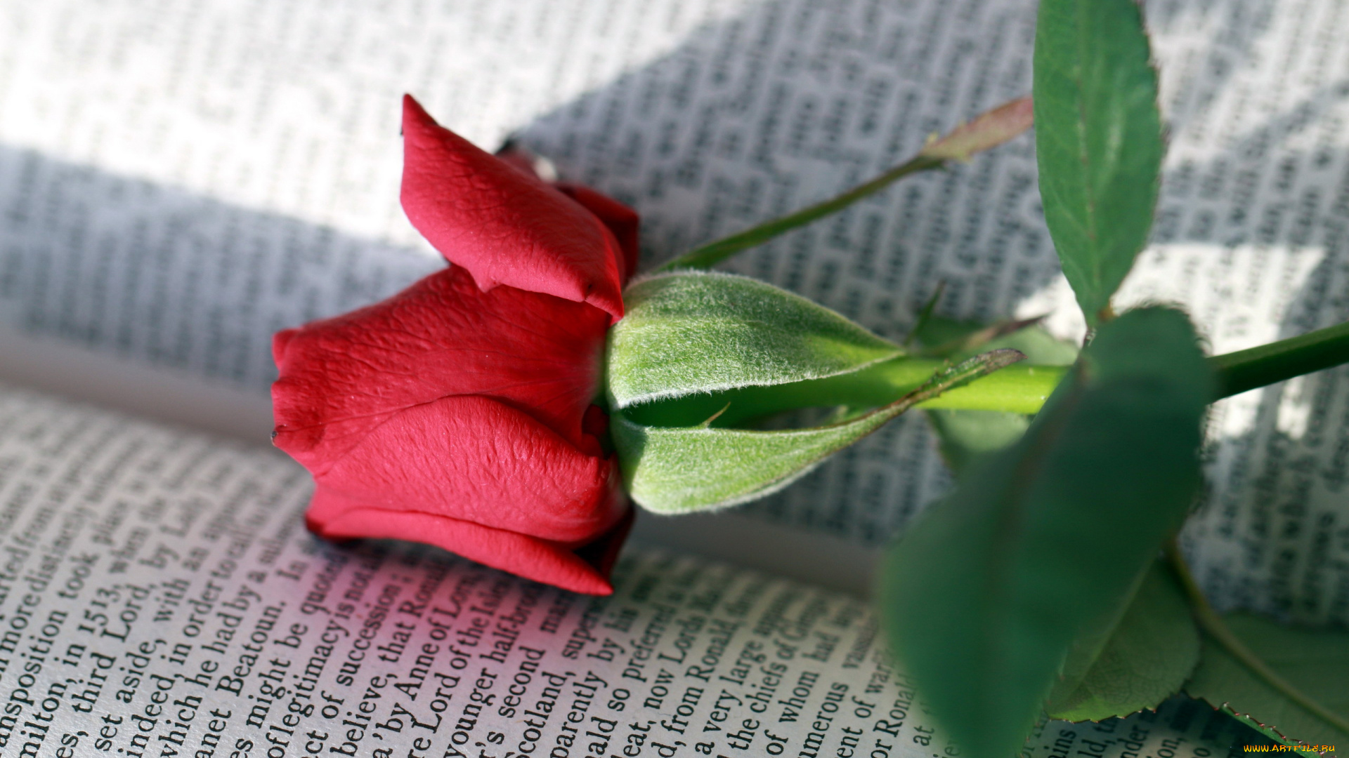 цветы, розы, бутон