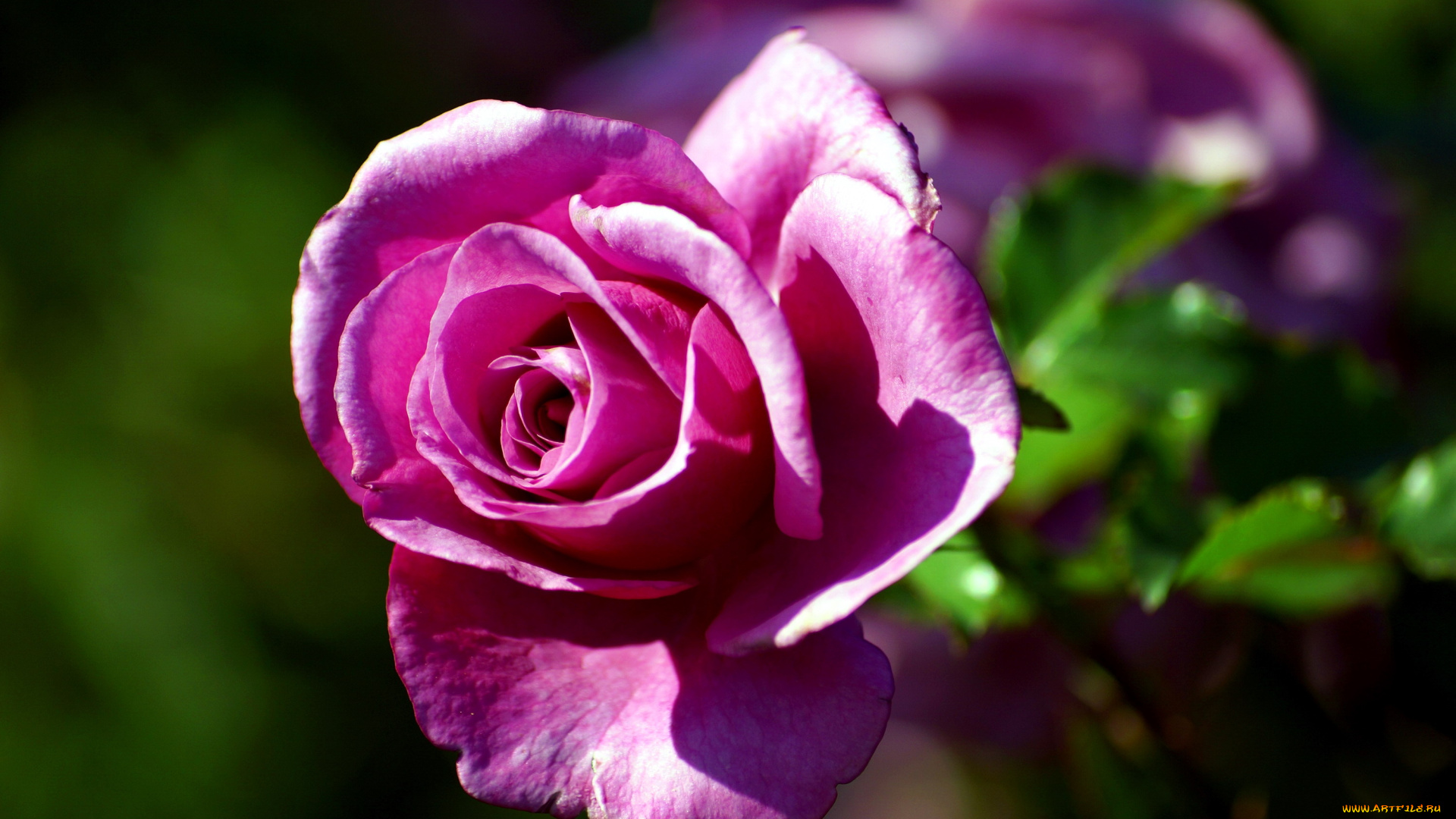 цветы, розы, бутон