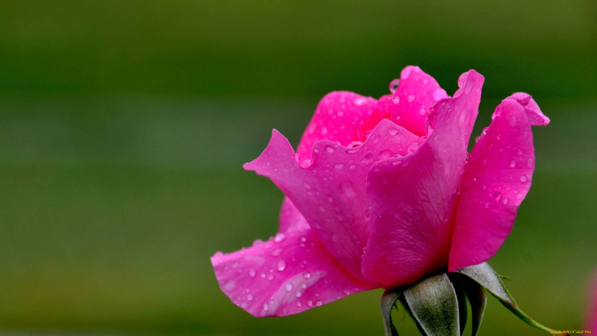 цветы, розы, капли