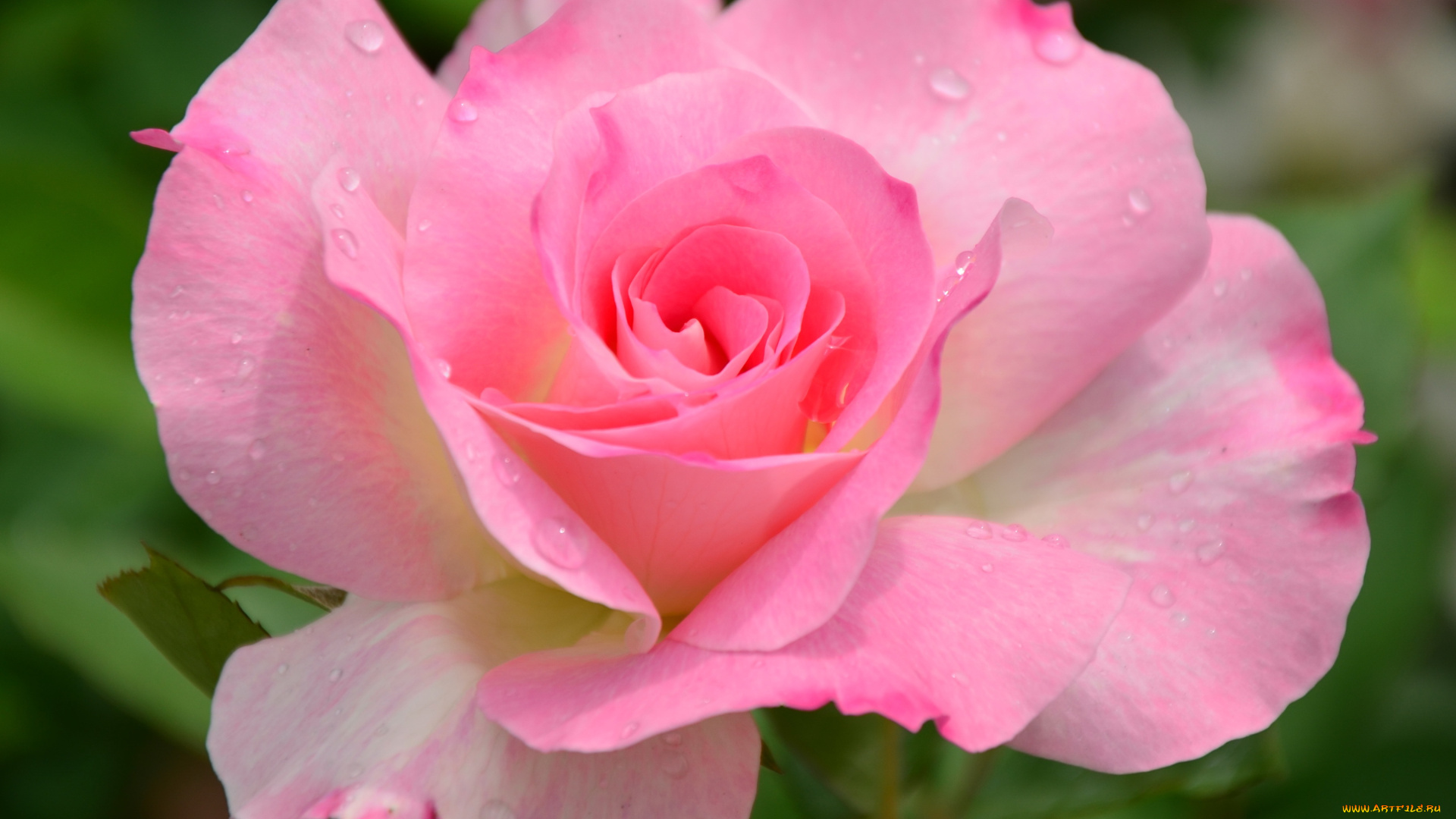 цветы, розы, капли