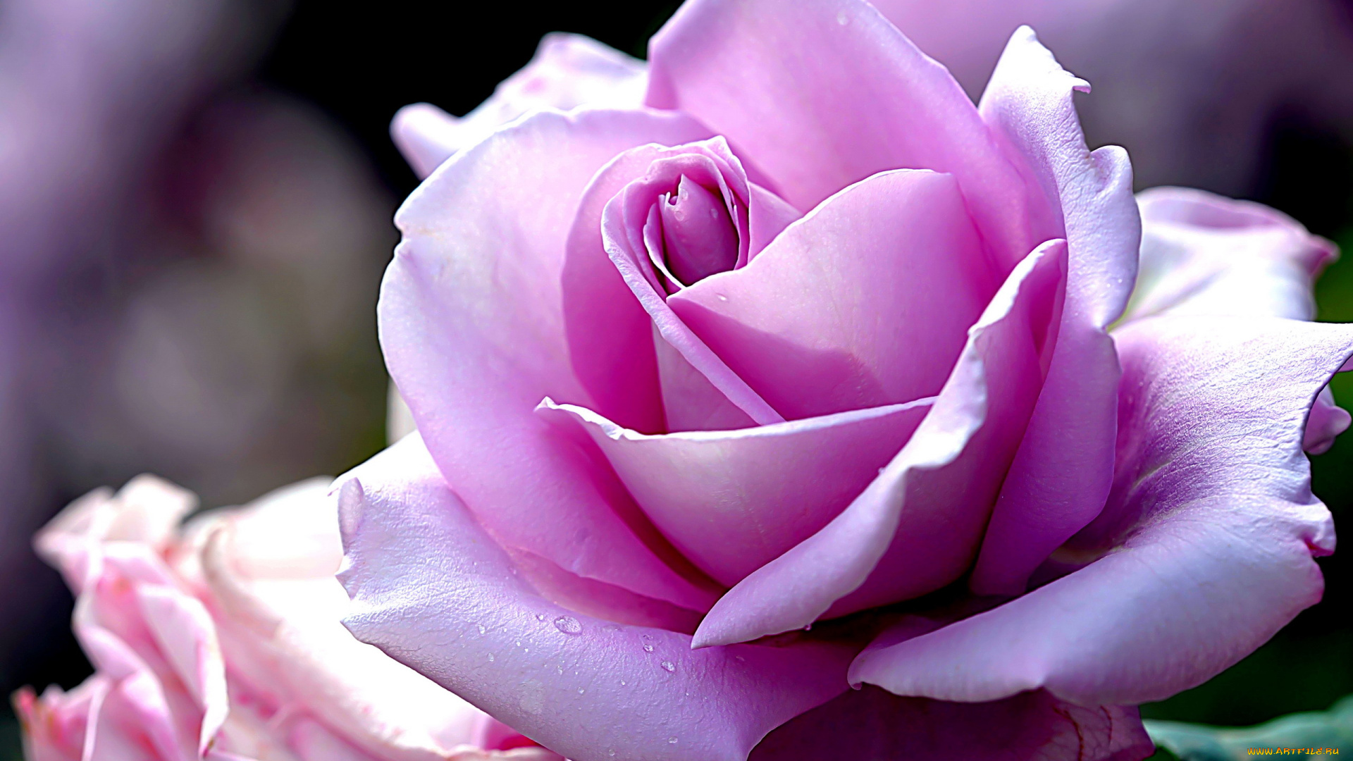 цветы, розы, макро