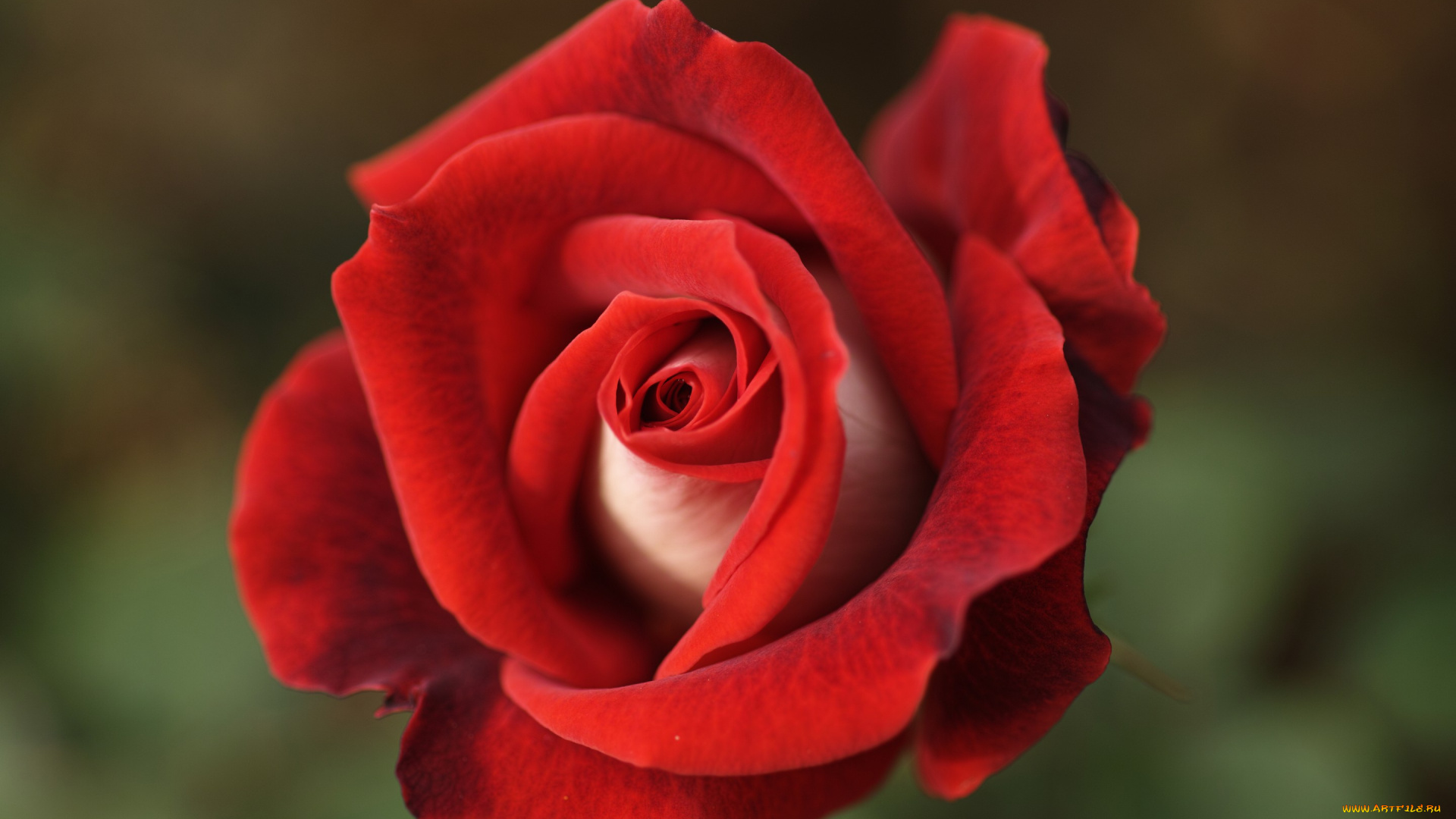 цветы, розы, макро, бутон, роза