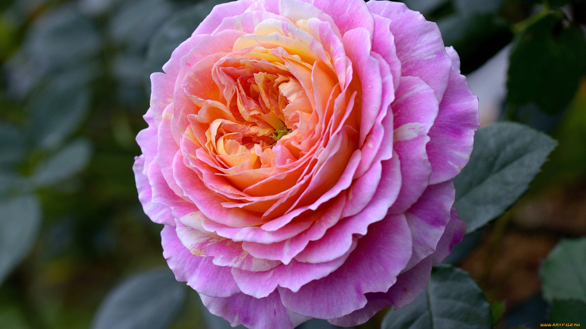 цветы, розы, макро, бутон, роза