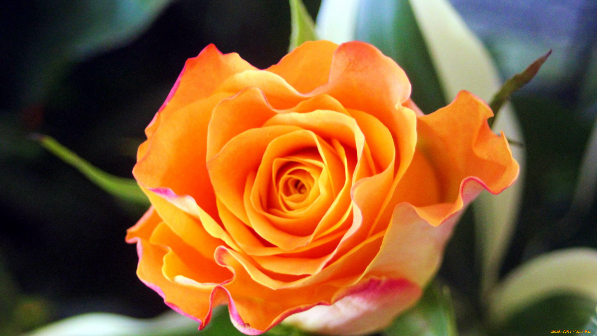 цветы, розы, персиковый