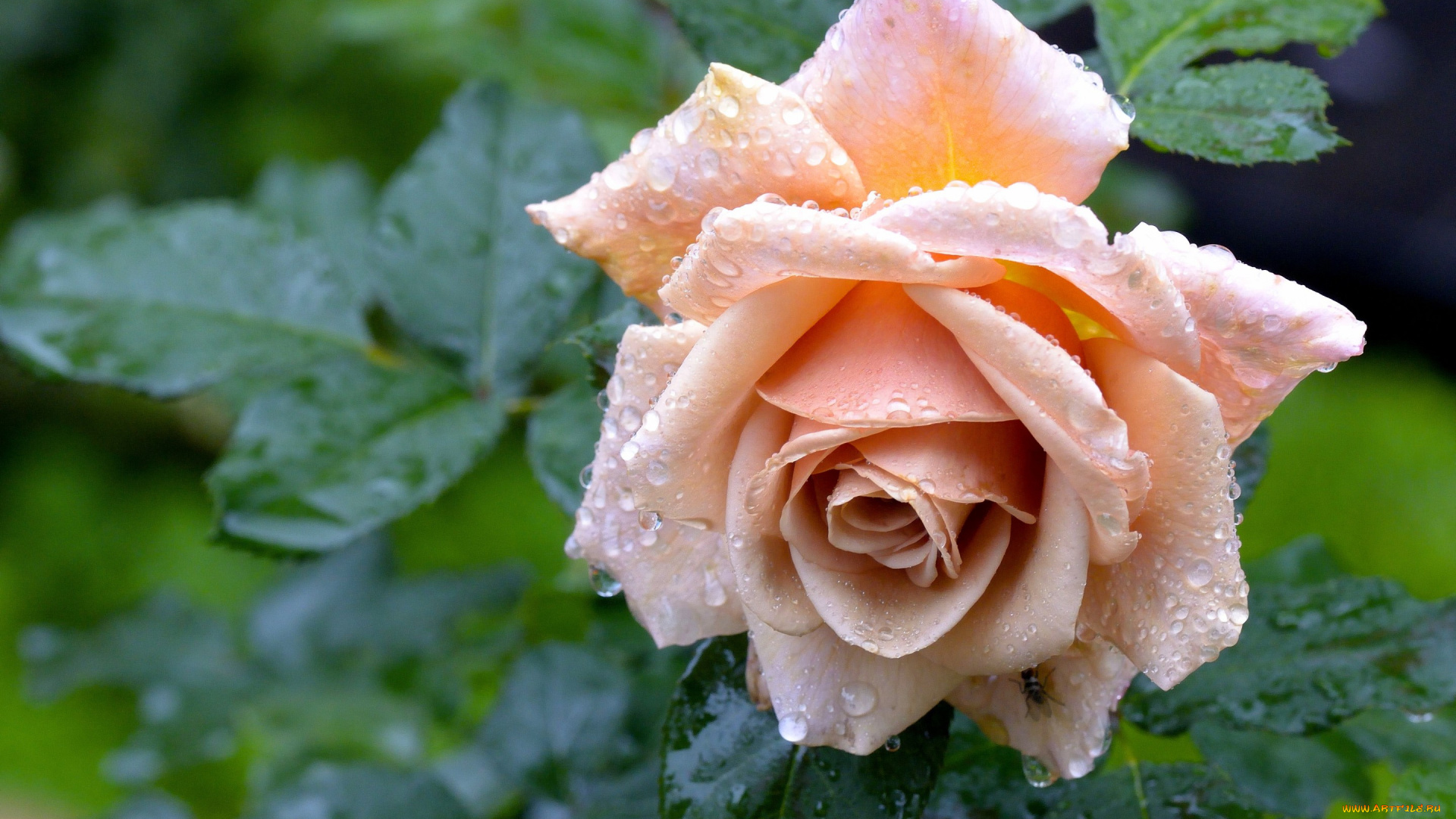 цветы, розы, роза, капли, после, дождя, бутон